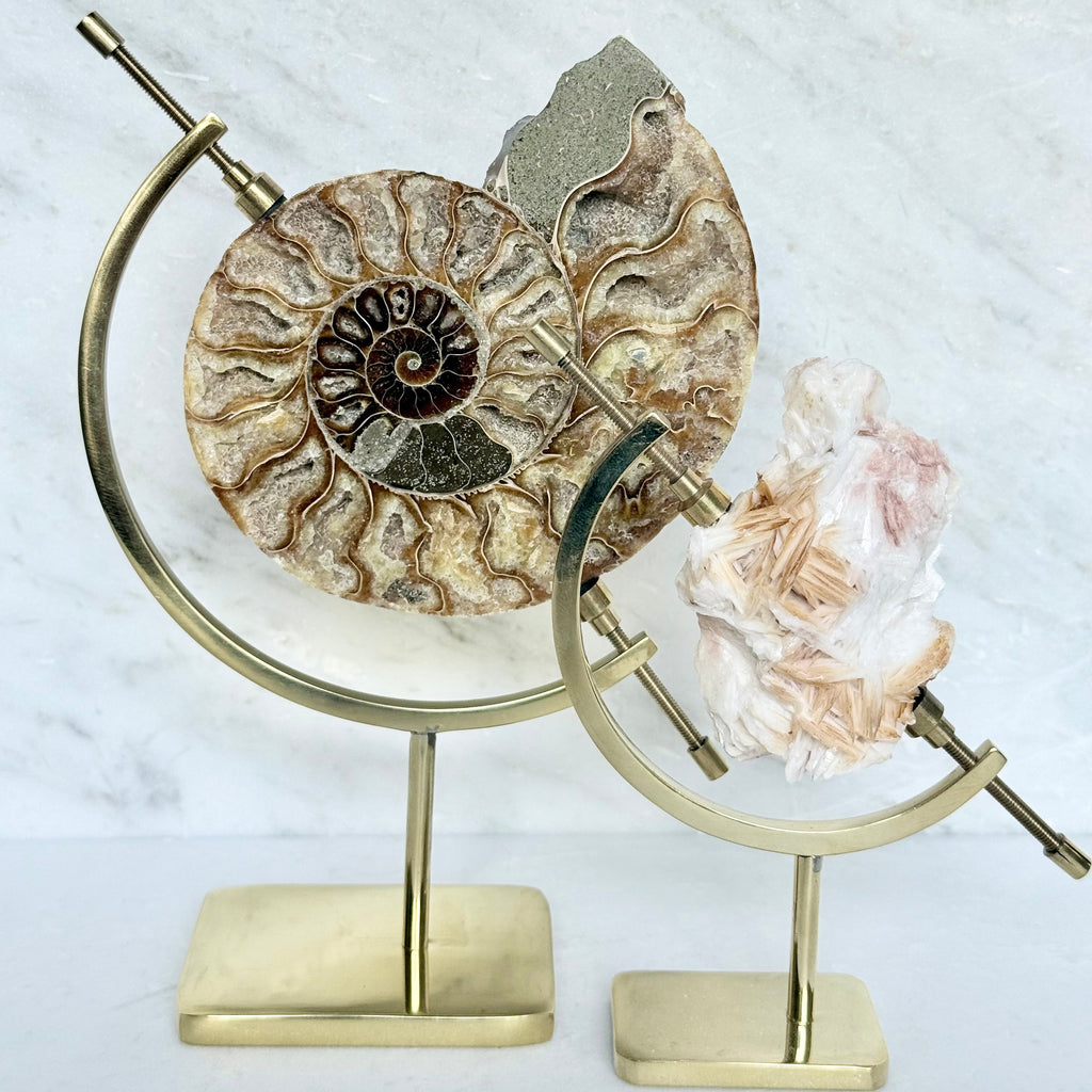 Ammonite Fossil + Brass Arc Stand