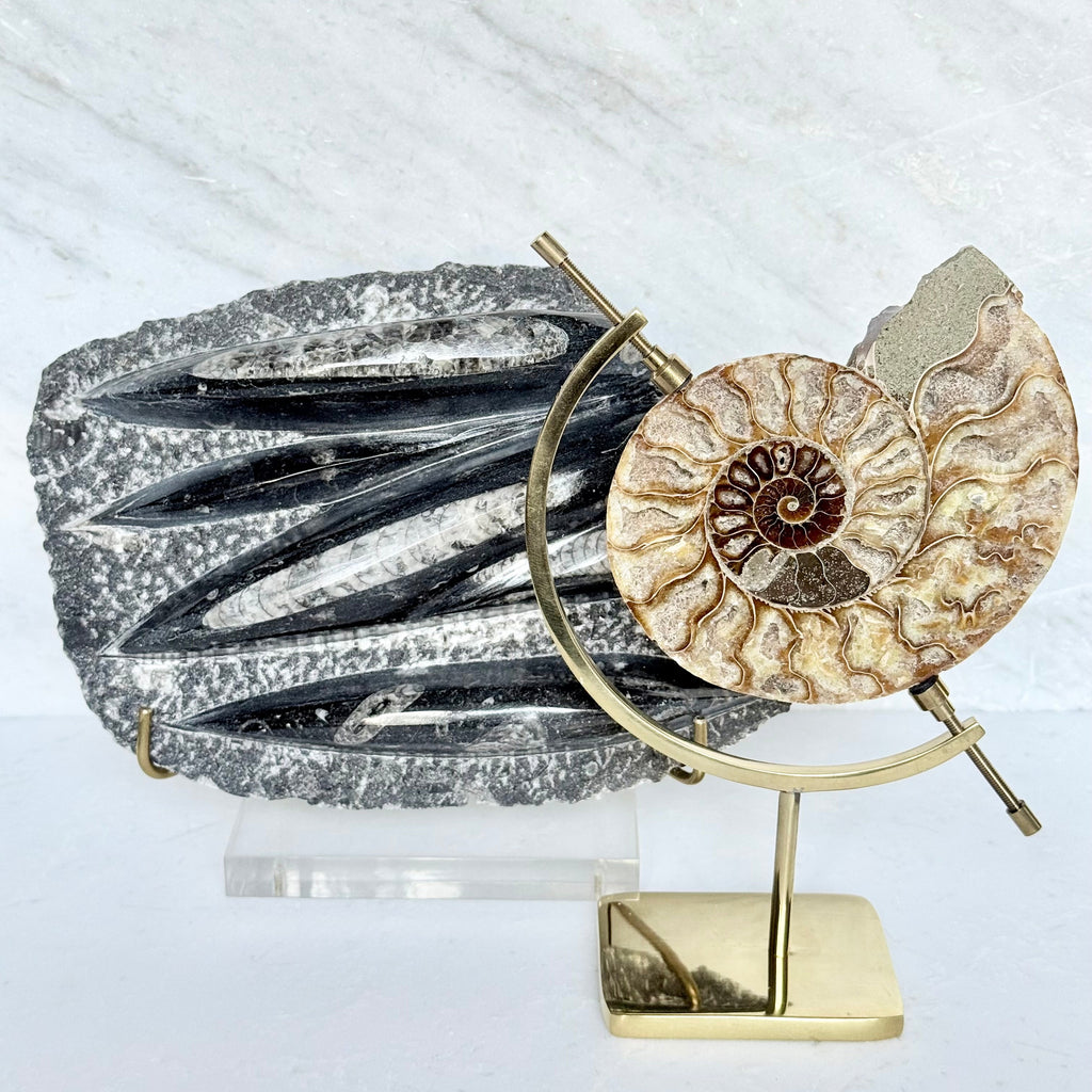 Orthoceras Fossil + Acrylic/Brass Stand