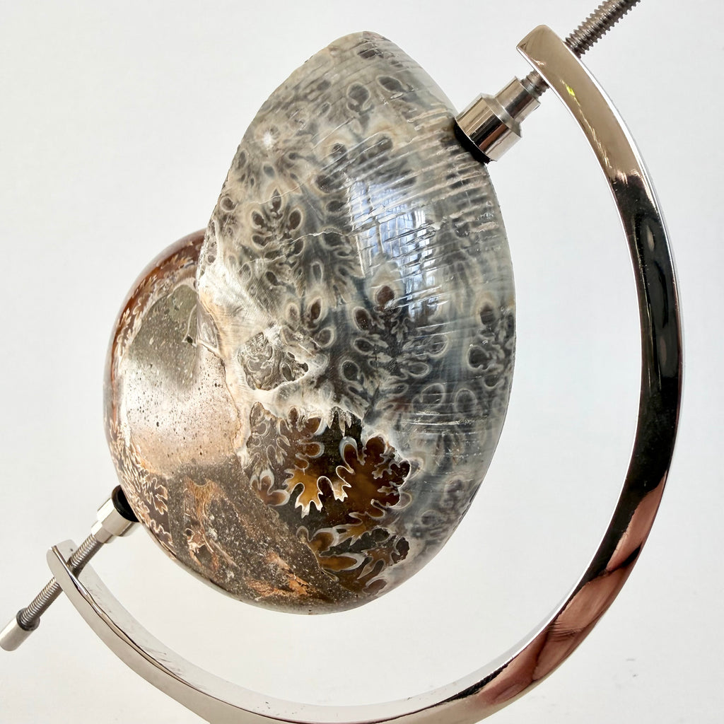 Ammonite Fossil + Chrome Arc Stand