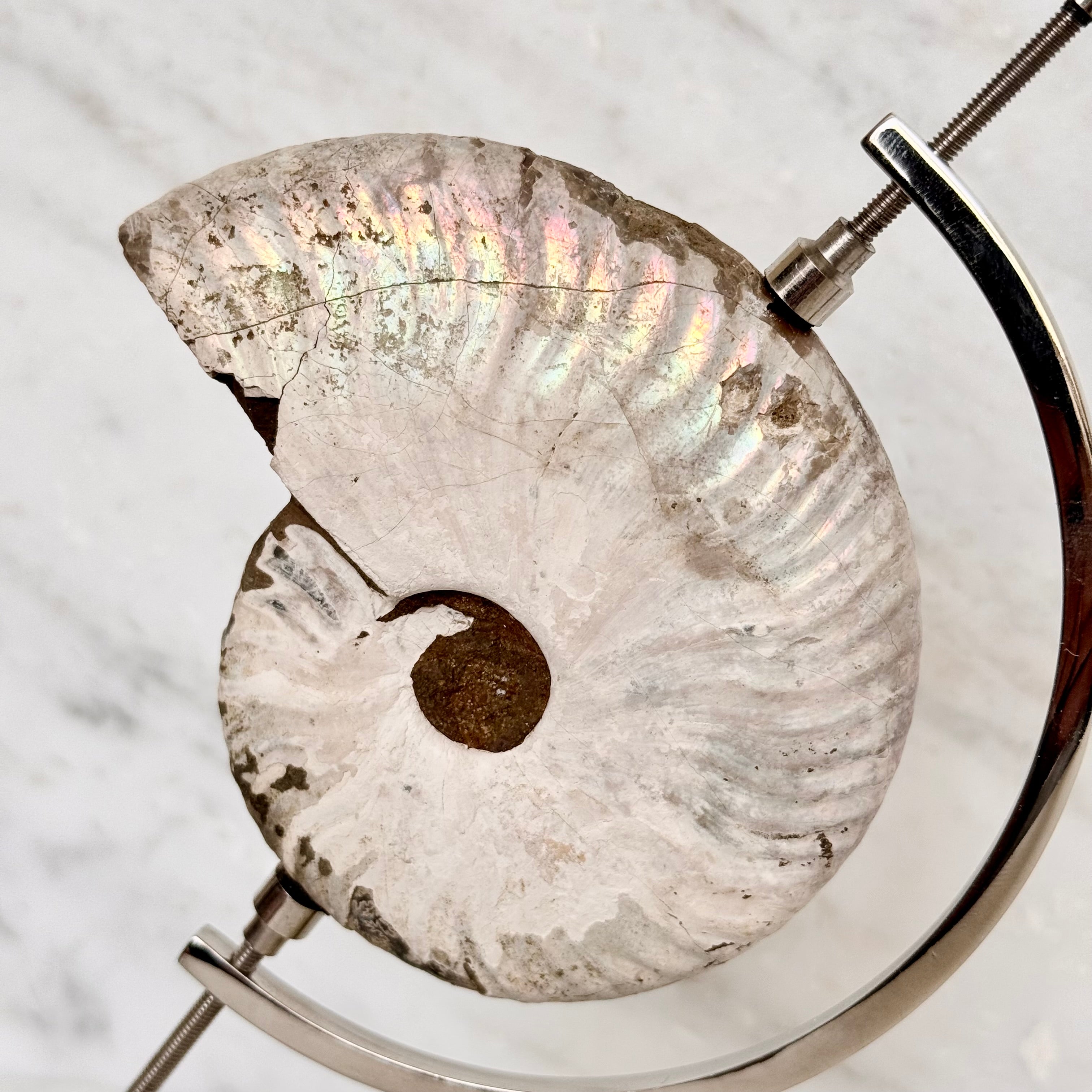 Ammonite Fossil + Chrome Arc Stand