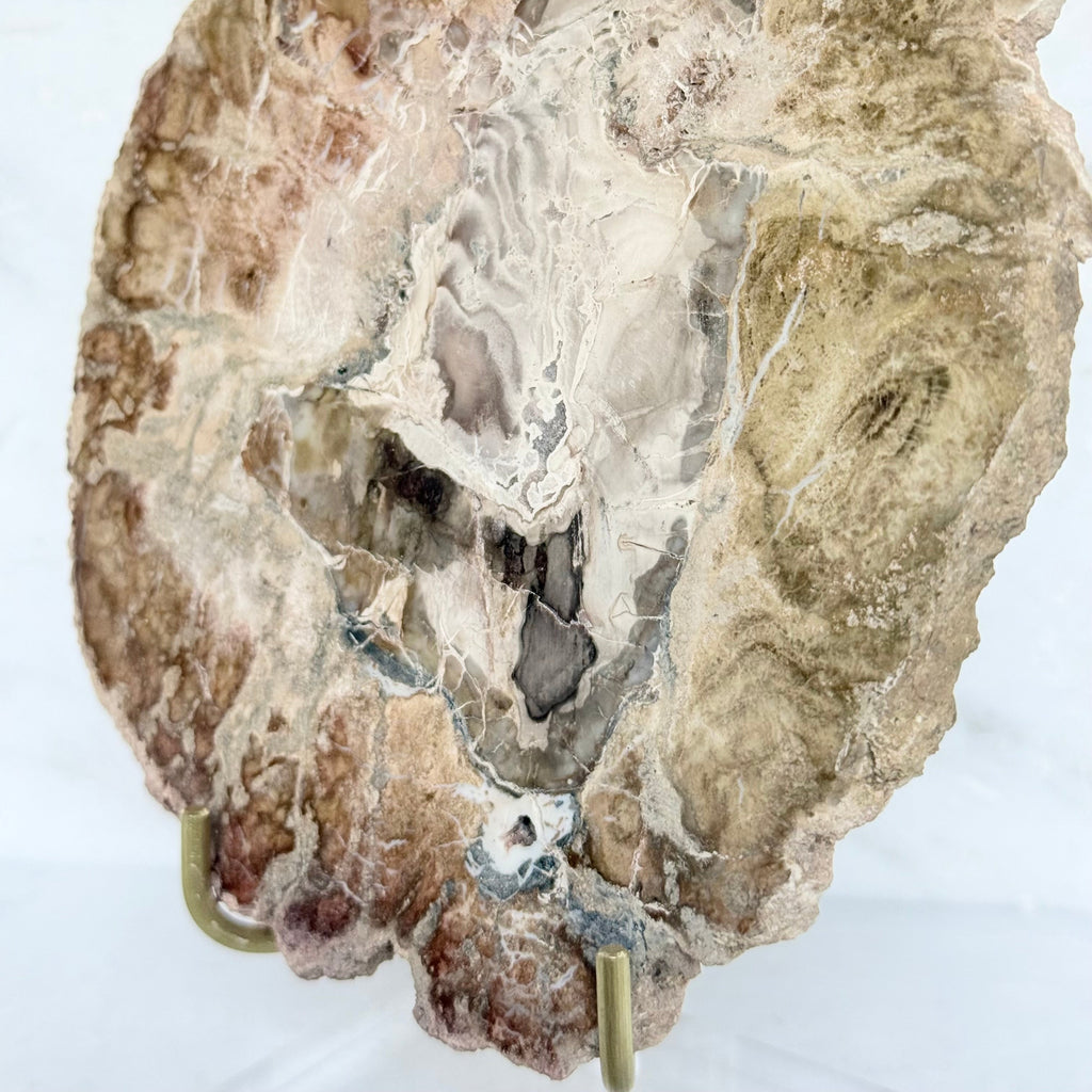 Petrified Wood + Acrylic/Brass Stand