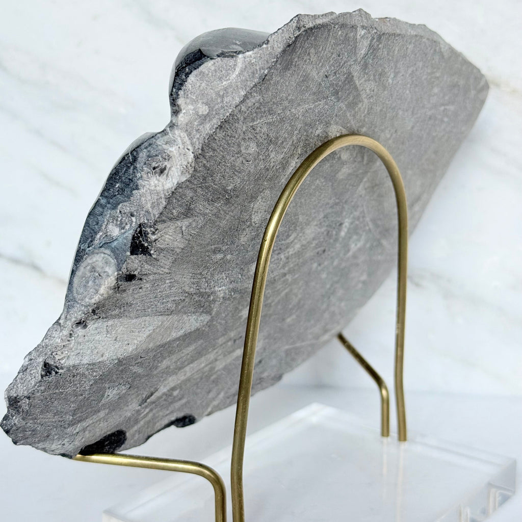 Orthoceras Fossil + Acrylic/Brass Stand
