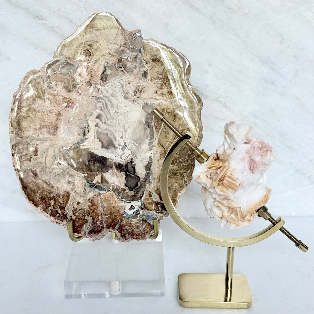 Petrified Wood + Acrylic/Brass Stand
