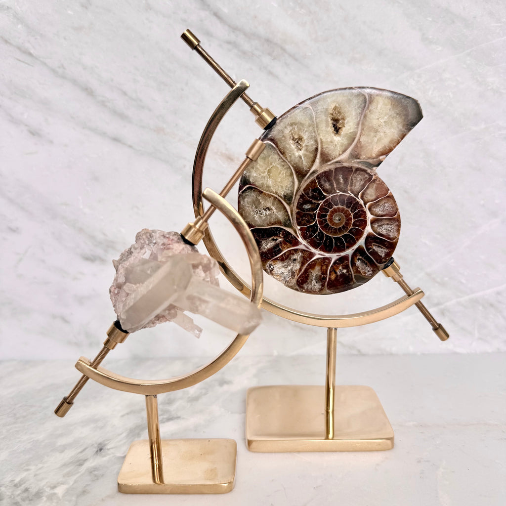 Ammonite Fossil + Brass Arc Stand