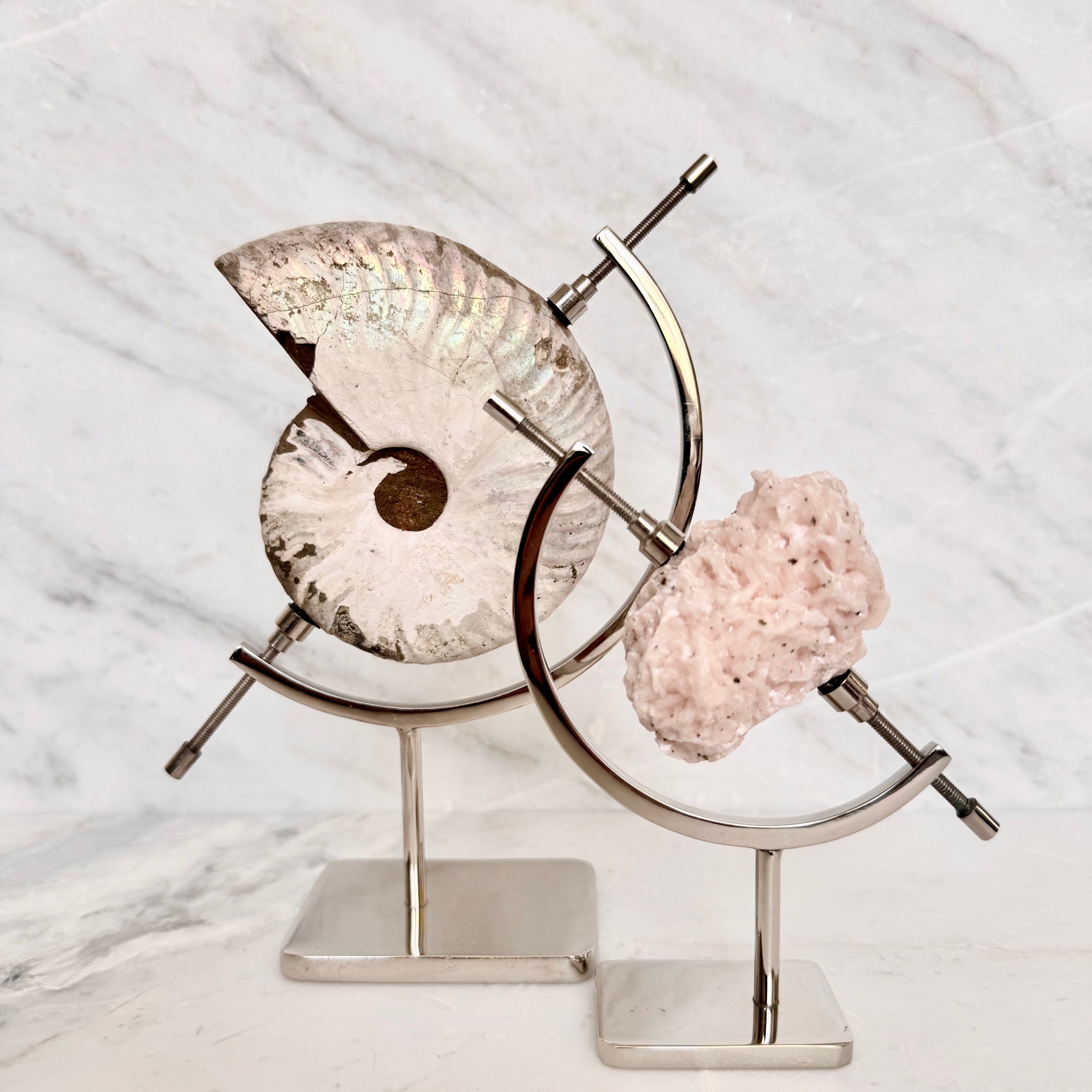 Ammonite Fossil + Chrome Arc Stand
