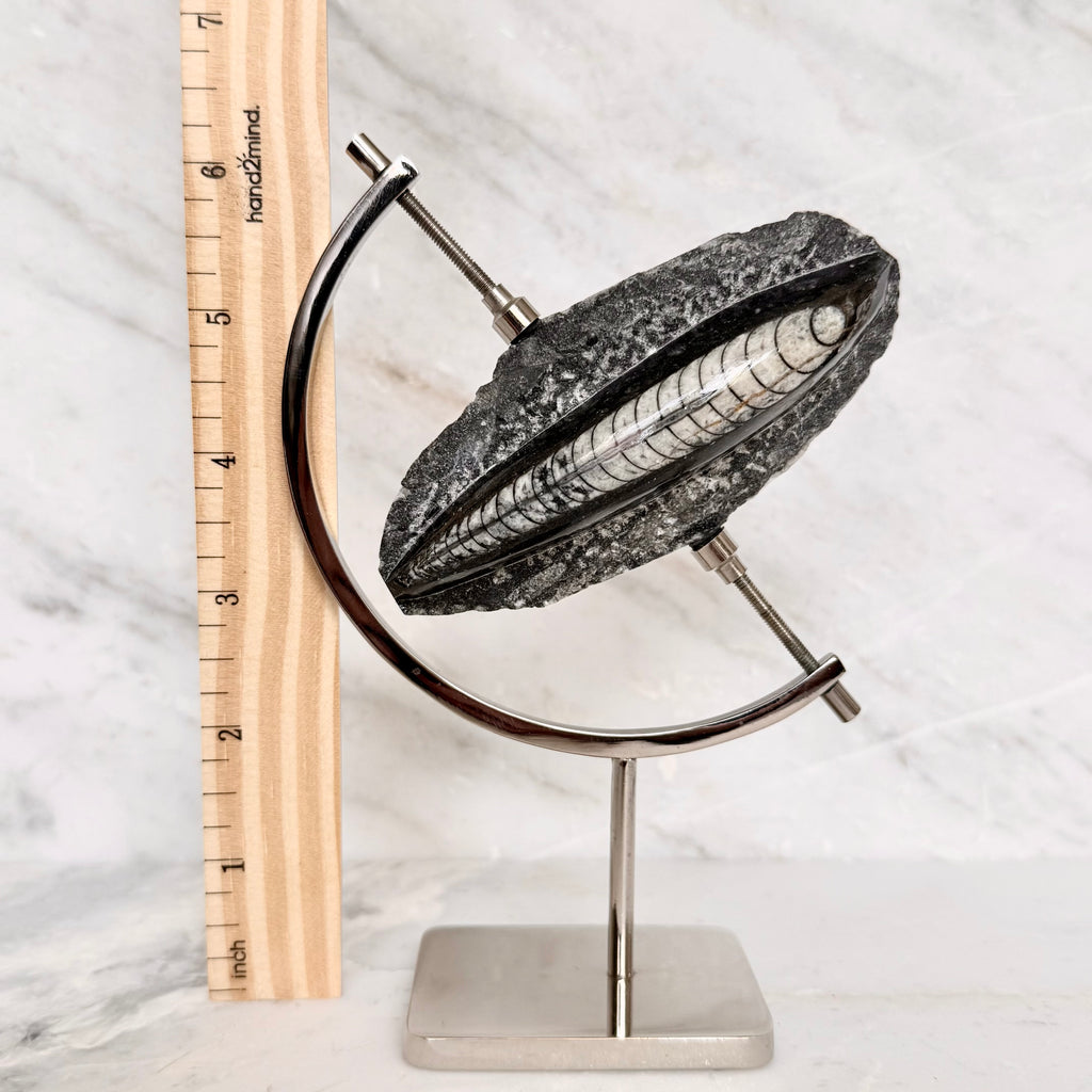 Orthoceras Fossil + Chrome Arc Stand