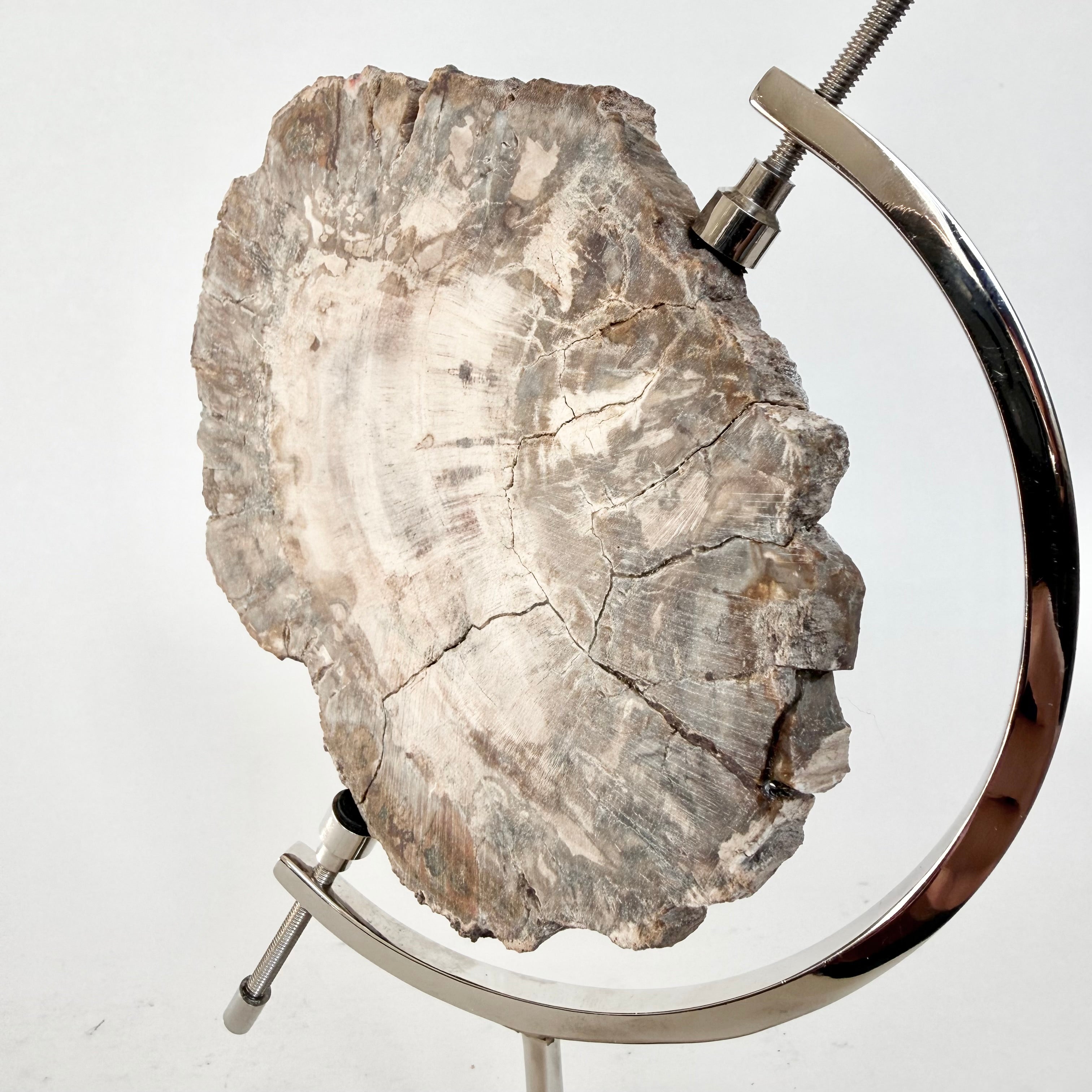 Petrified Wood + Chrome Stand