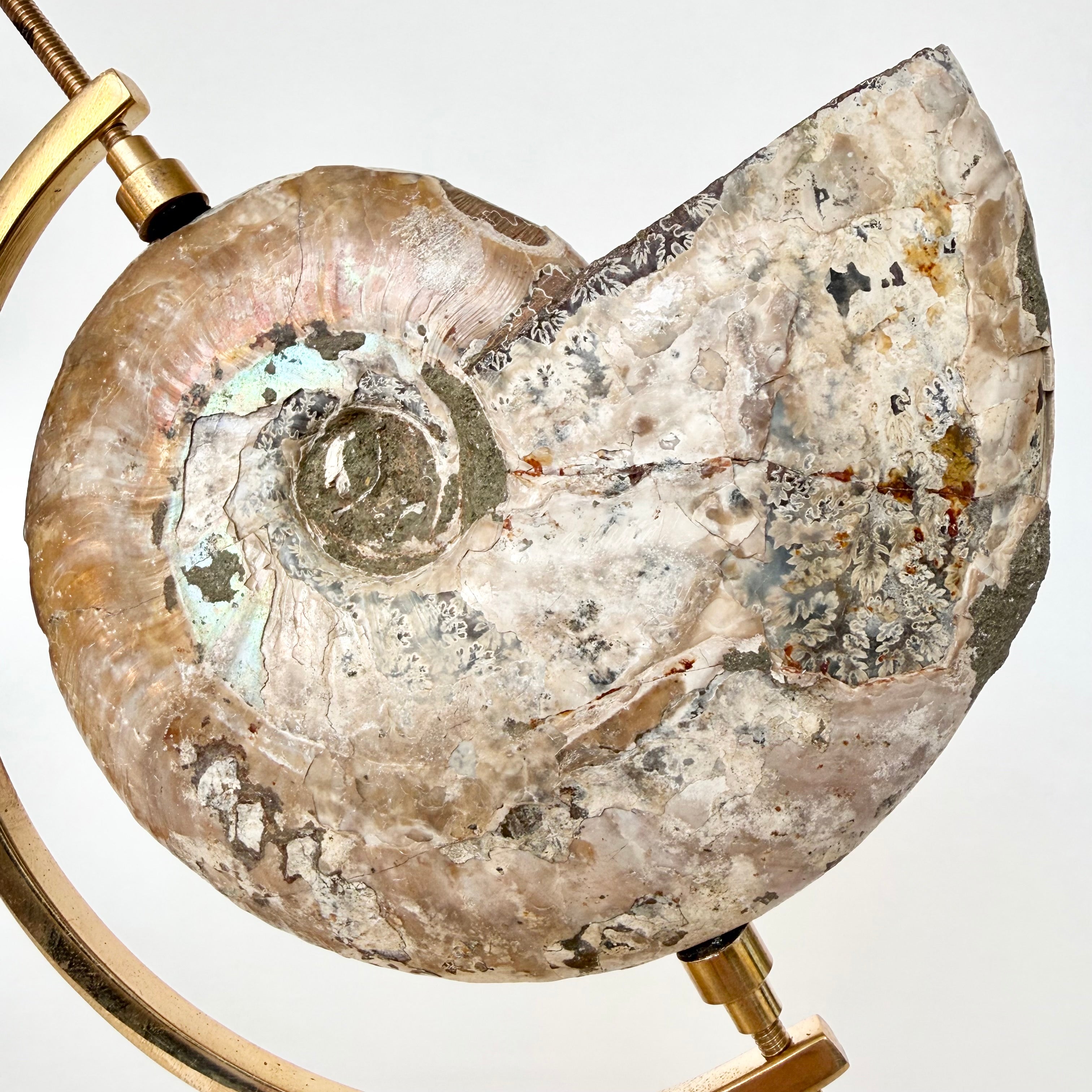 Ammonite Fossil + Brass Arc Stand