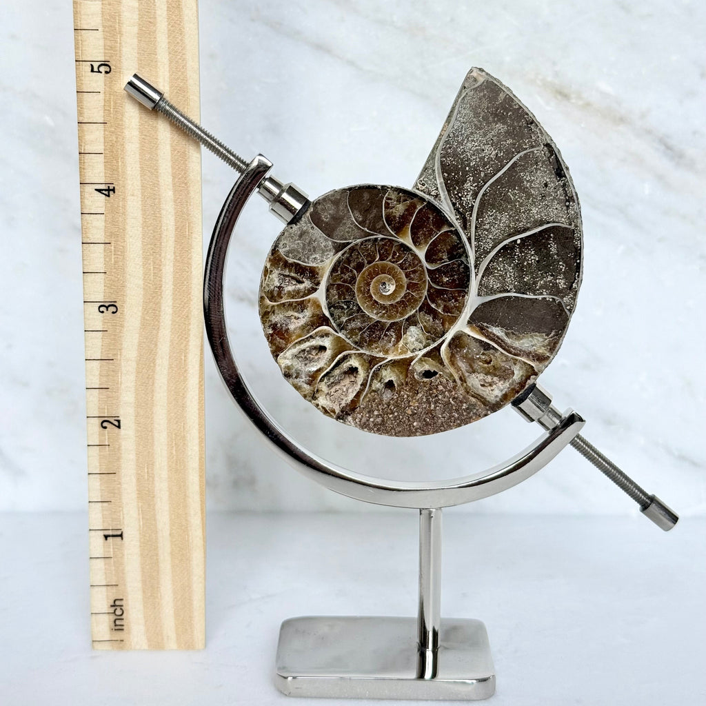 Ammonite Fossil + Chrome Arc Stand