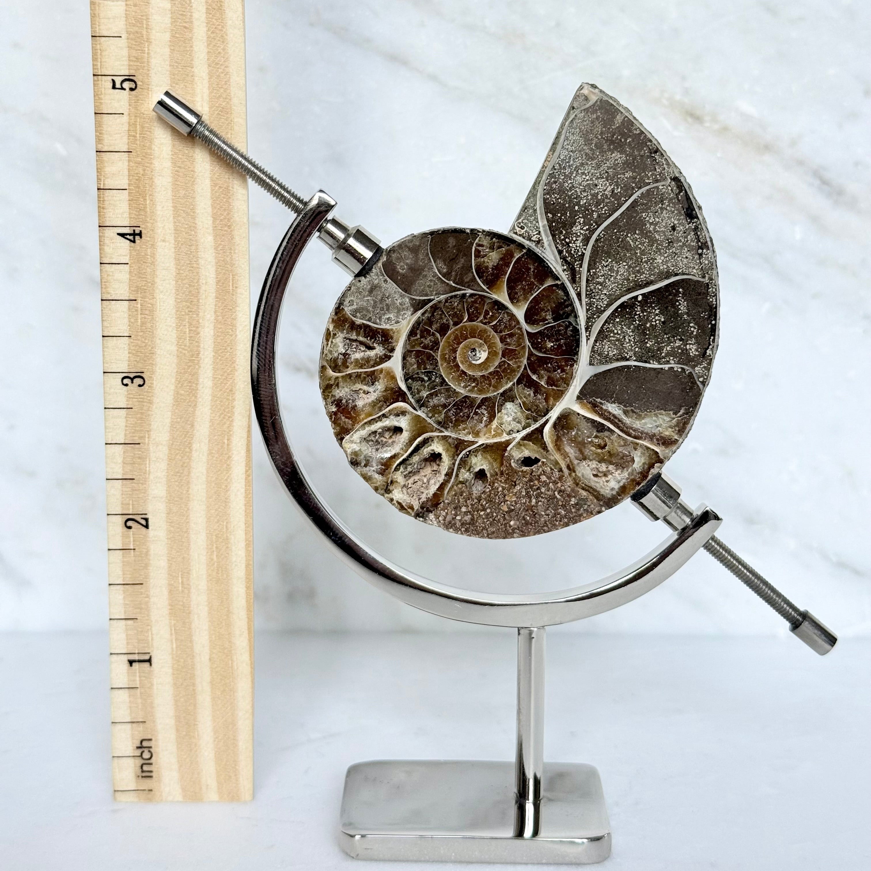 Ammonite Fossil + Chrome Arc Stand