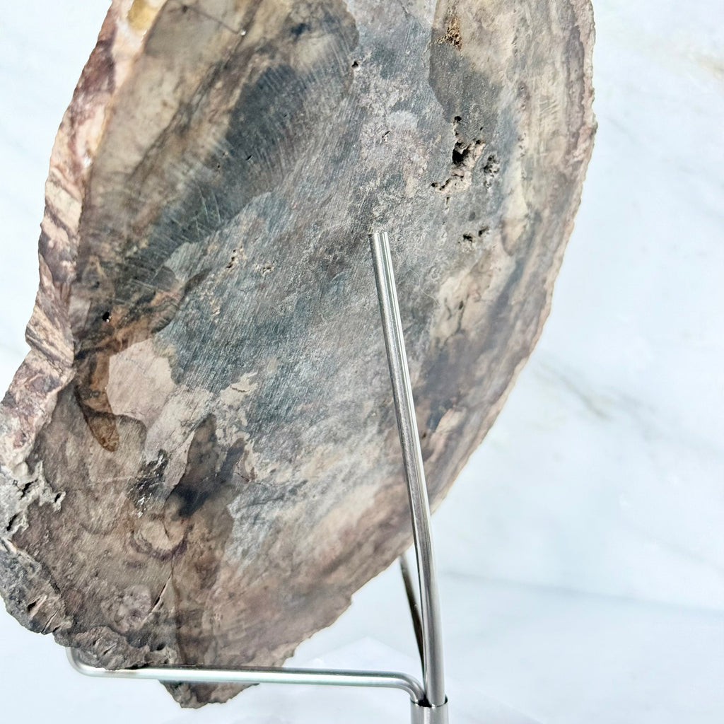 Petrified Wood + Acrylic/Brass Stand