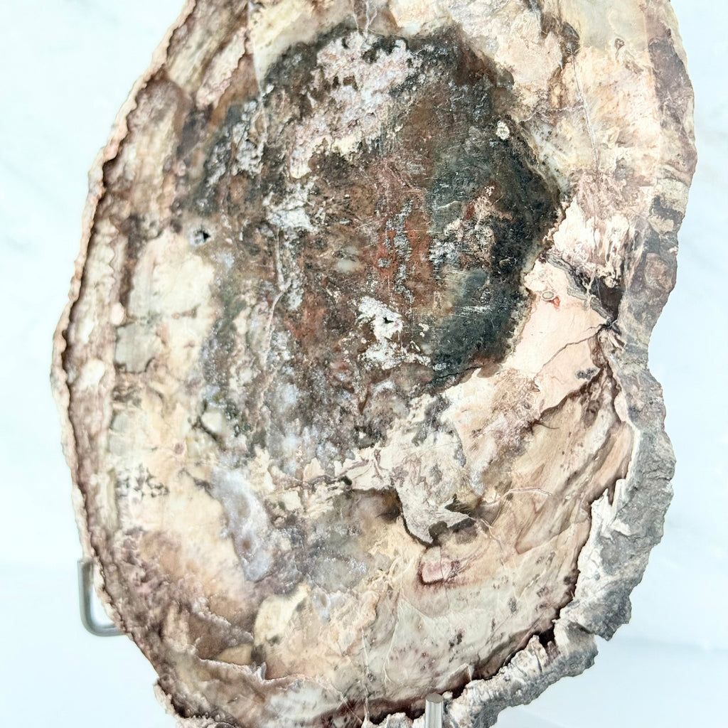 Petrified Wood + Acrylic/Brass Stand