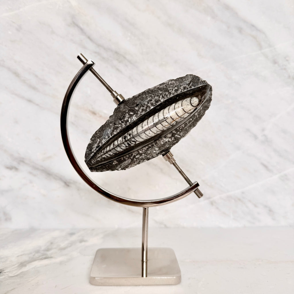 Orthoceras Fossil + Chrome Arc Stand