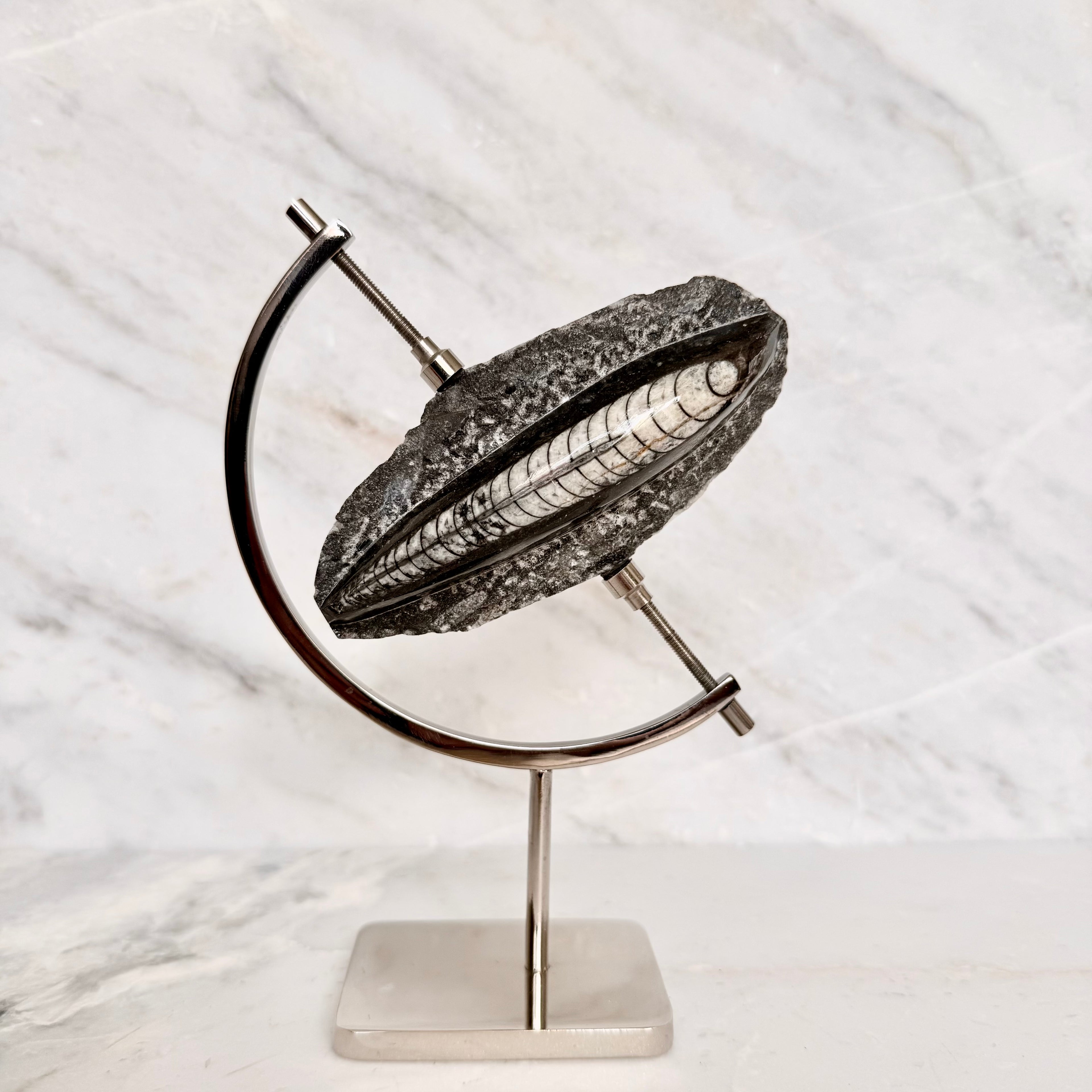 Orthoceras Fossil + Chrome Arc Stand