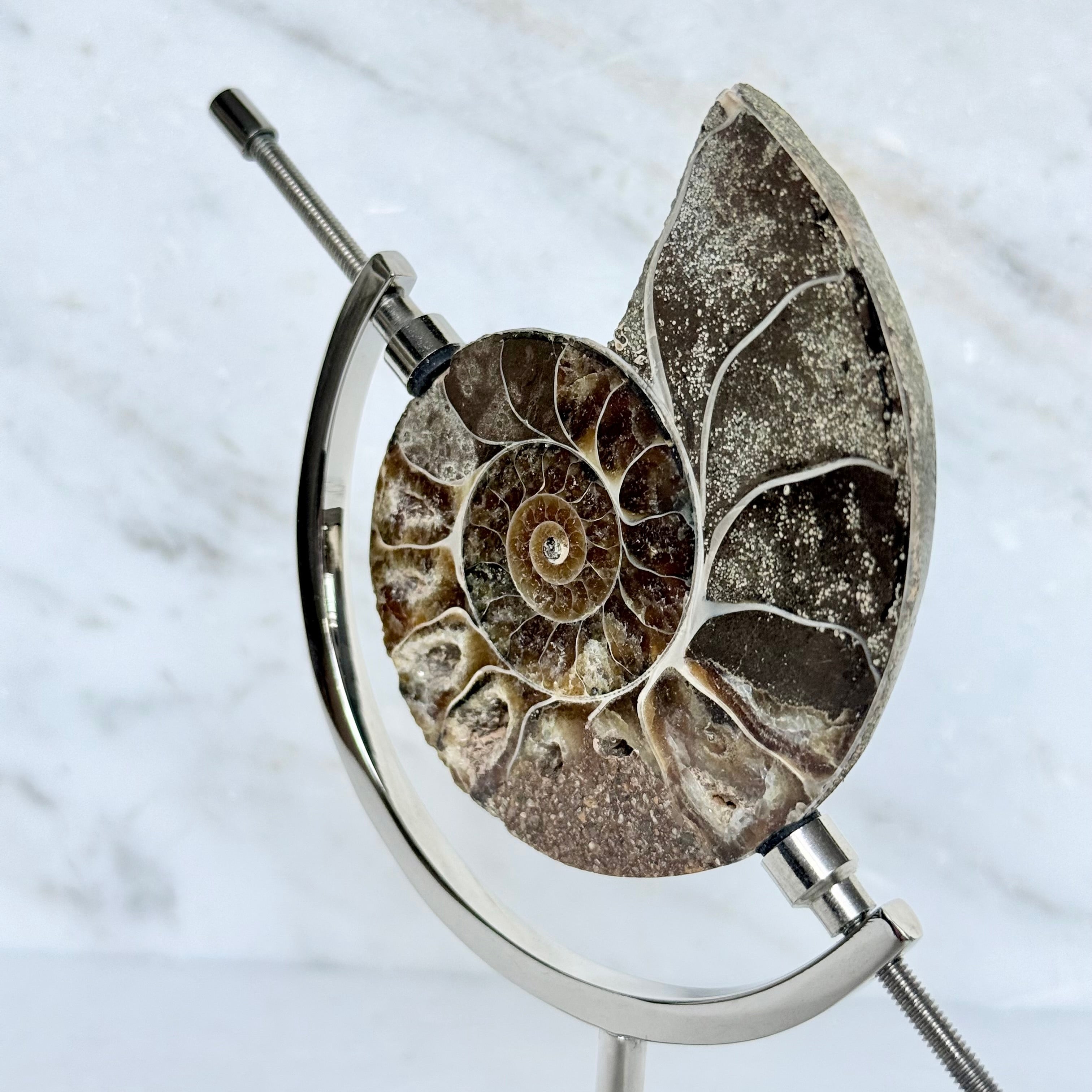 Ammonite Fossil + Chrome Arc Stand