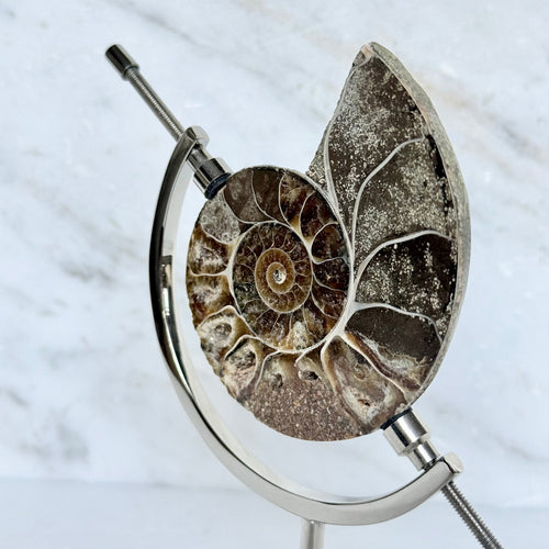 Ammonite Fossil + Chrome Arc Stand
