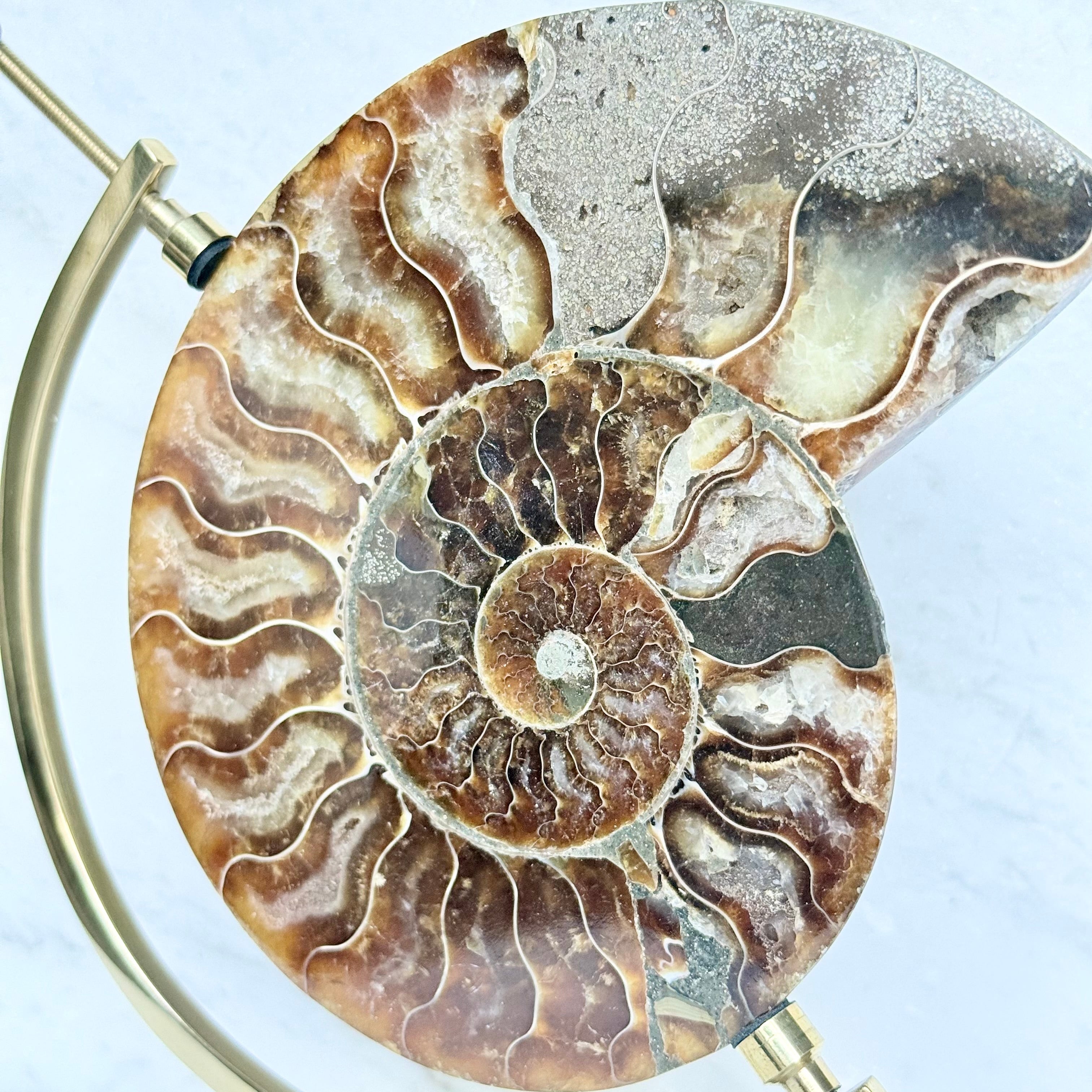 Ammonite Fossil + Brass Arc Stand