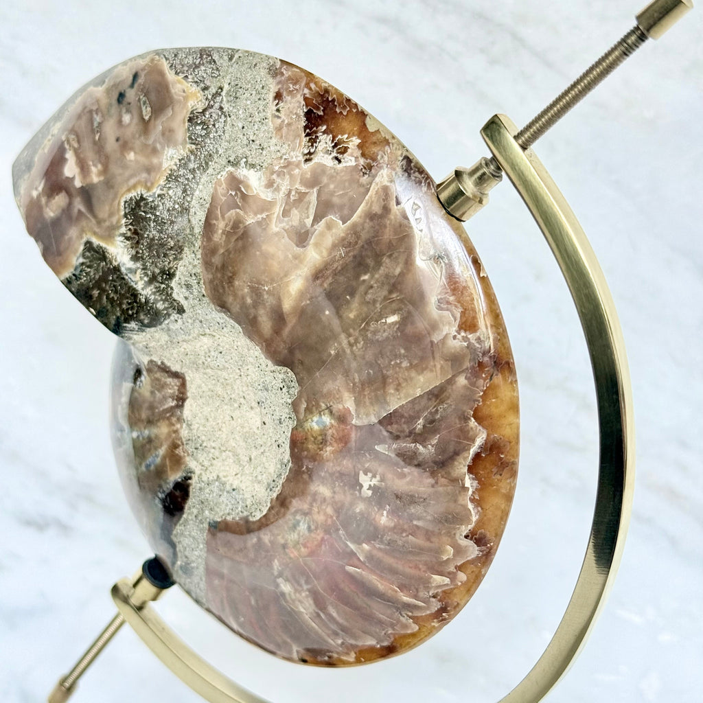 Ammonite Fossil + Brass Arc Stand