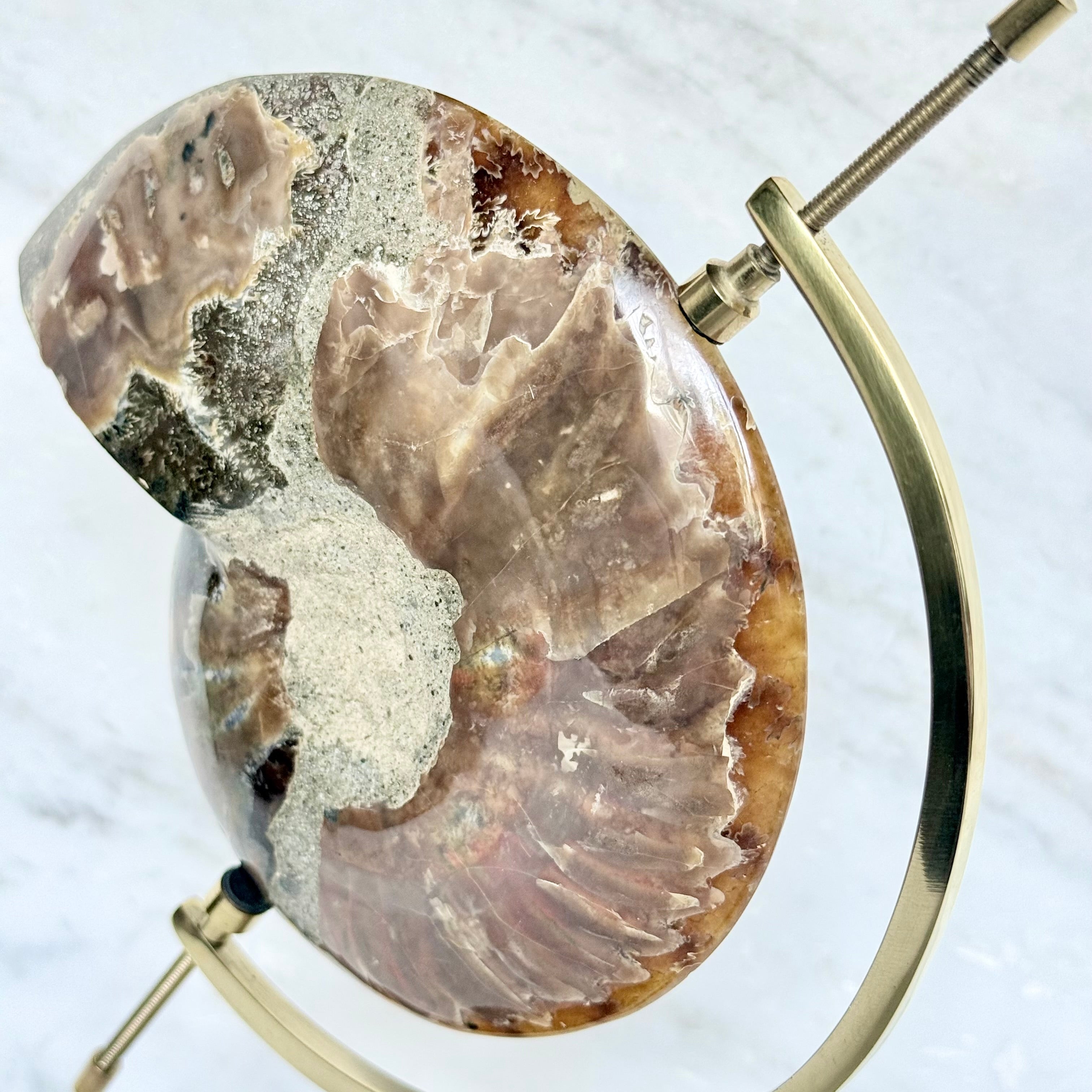 Ammonite Fossil + Brass Arc Stand
