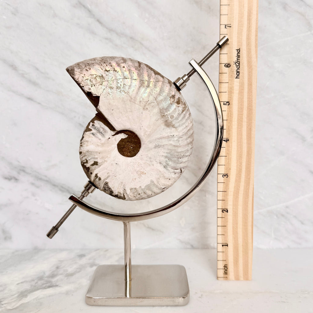 Ammonite Fossil + Chrome Arc Stand