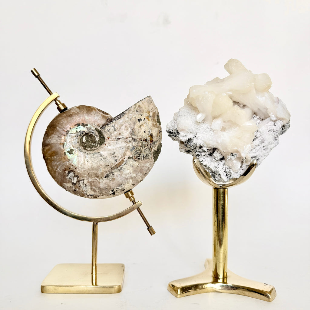 Ammonite Fossil + Brass Arc Stand