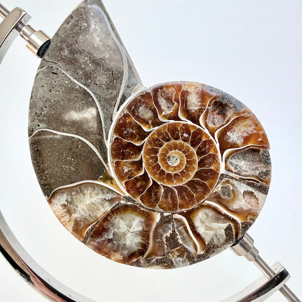 Ammonite Fossil + Chrome Arc Stand