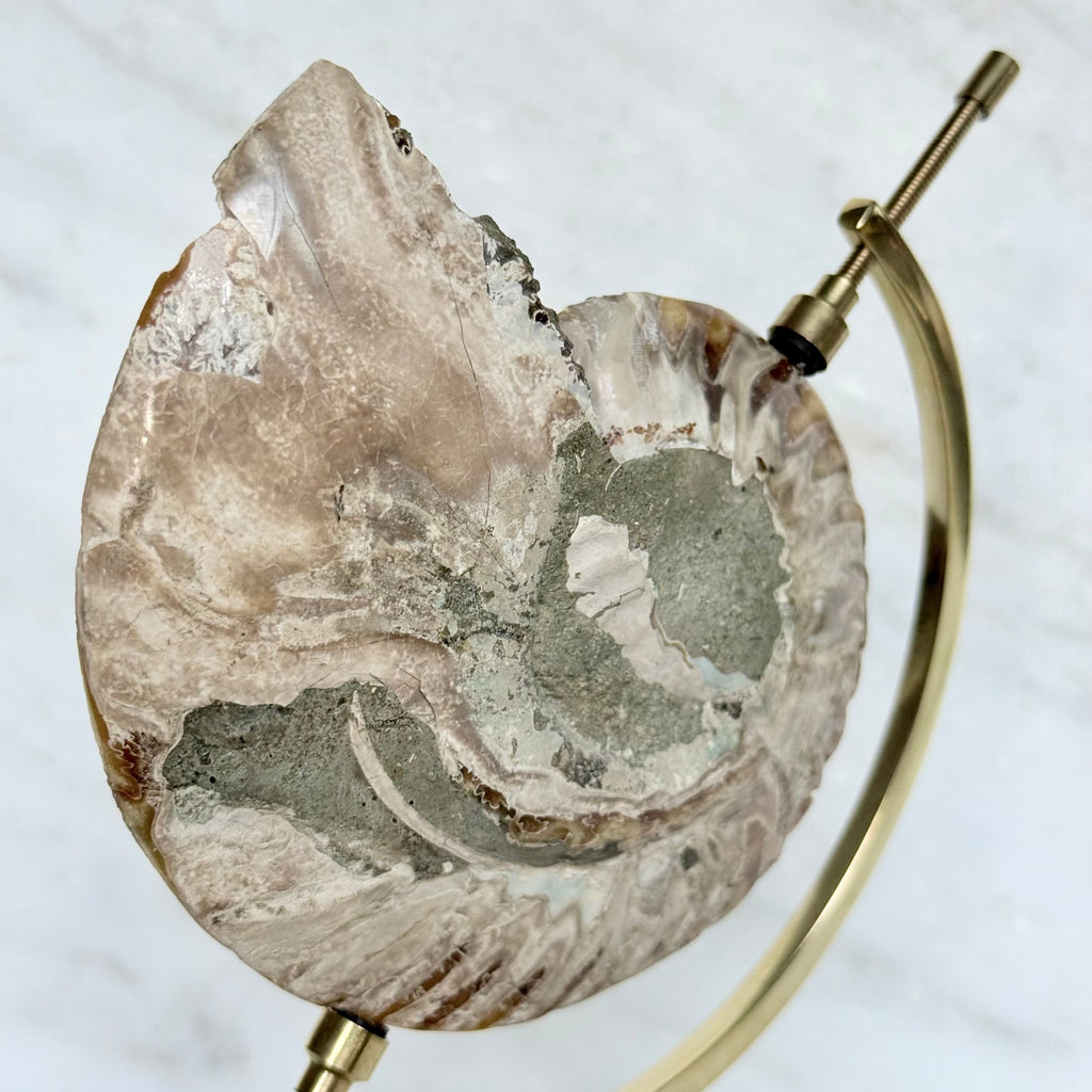 Ammonite Fossil + Brass Arc Stand