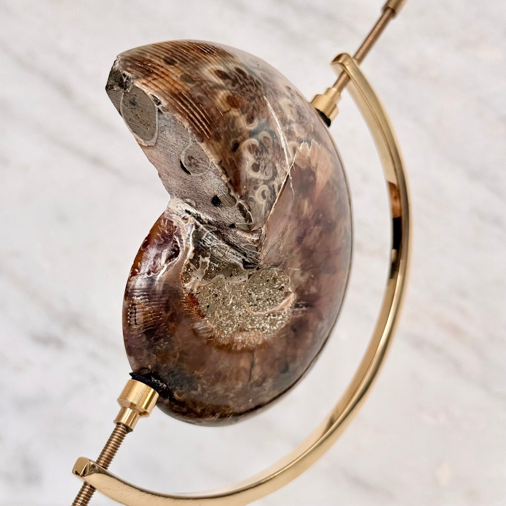 Ammonite Fossil + Brass Arc Stand