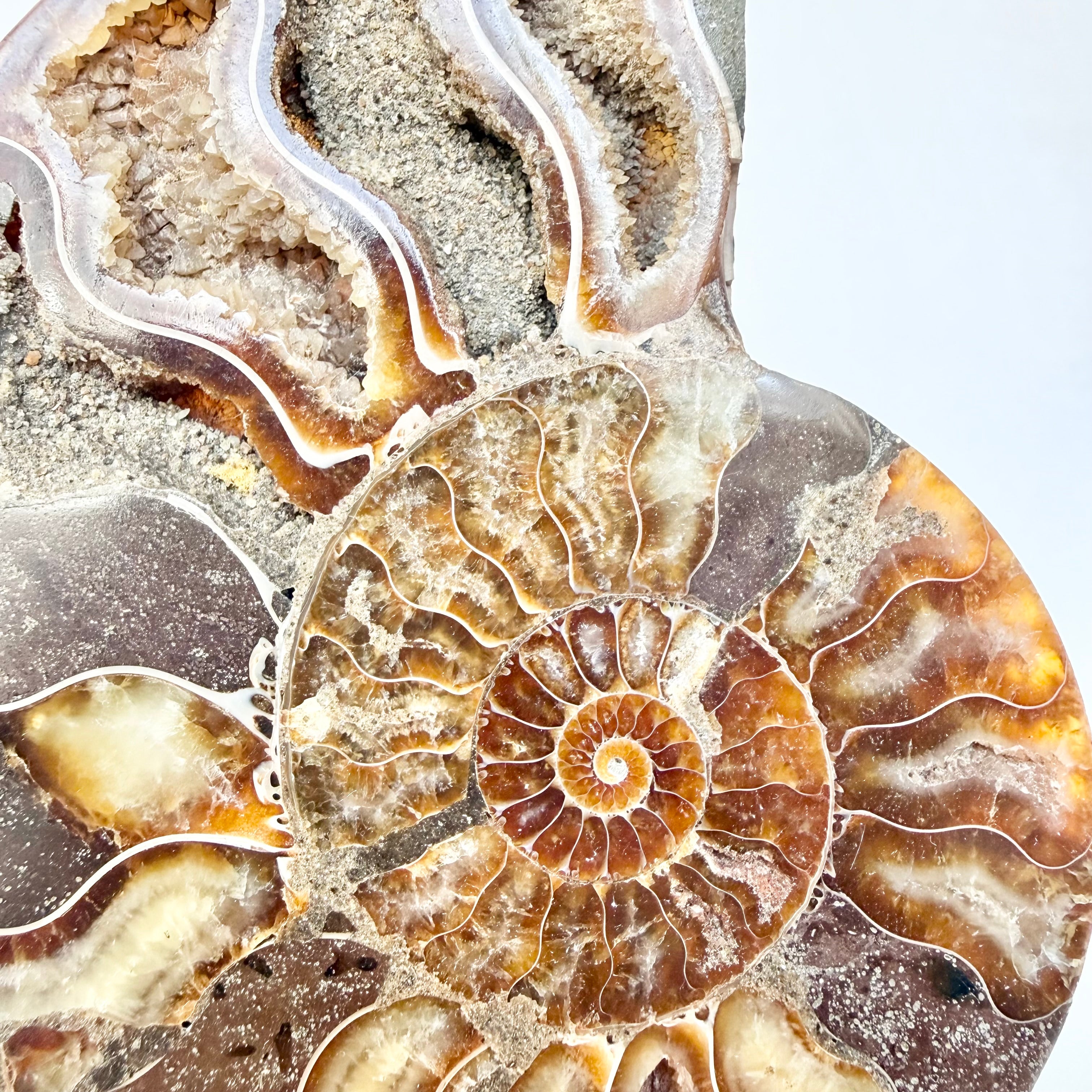 Ammonite Fossil + Brass Arc Stand