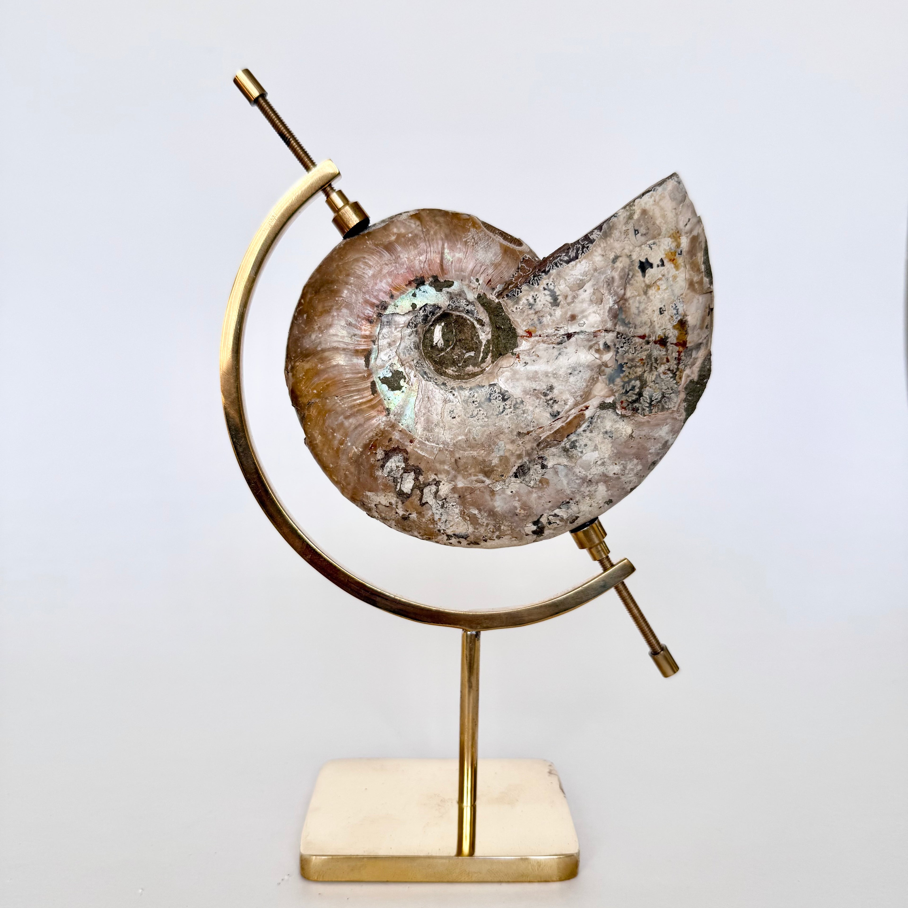 Ammonite Fossil + Brass Arc Stand