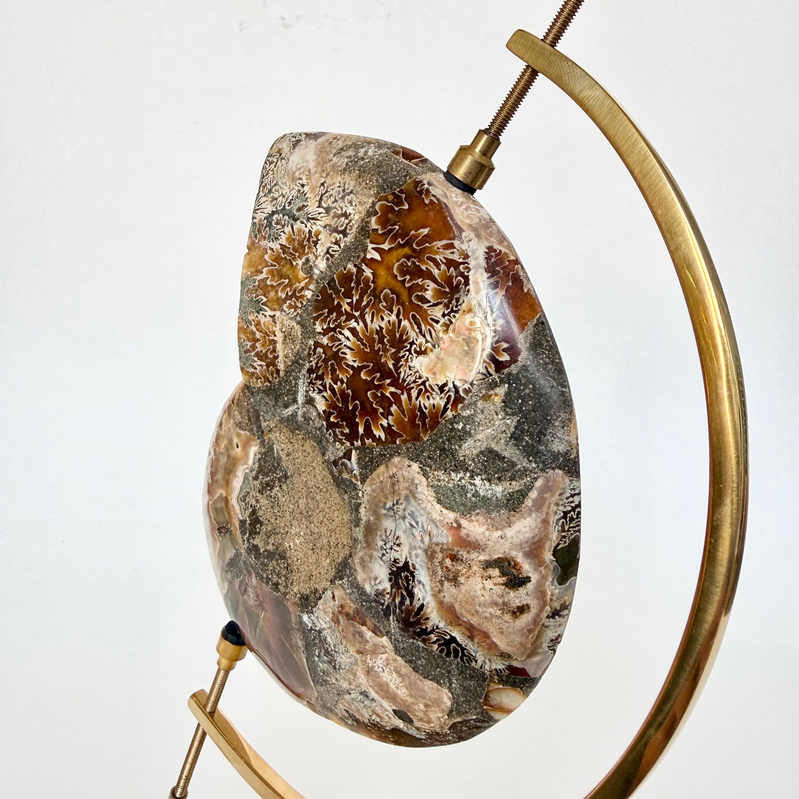 Ammonite Fossil + Brass Arc Stand
