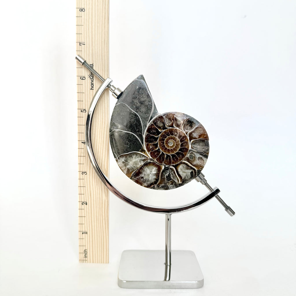 Ammonite Fossil + Chrome Arc Stand