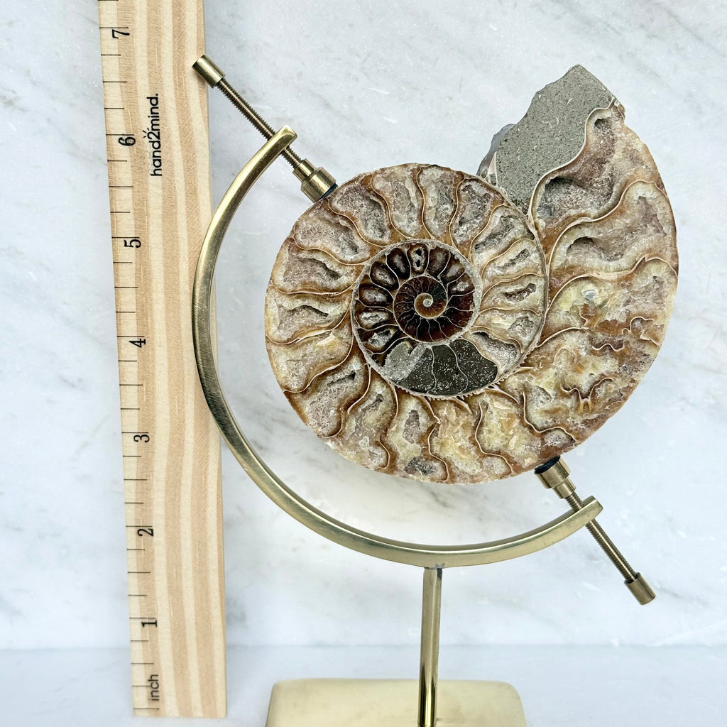 Ammonite Fossil + Brass Arc Stand
