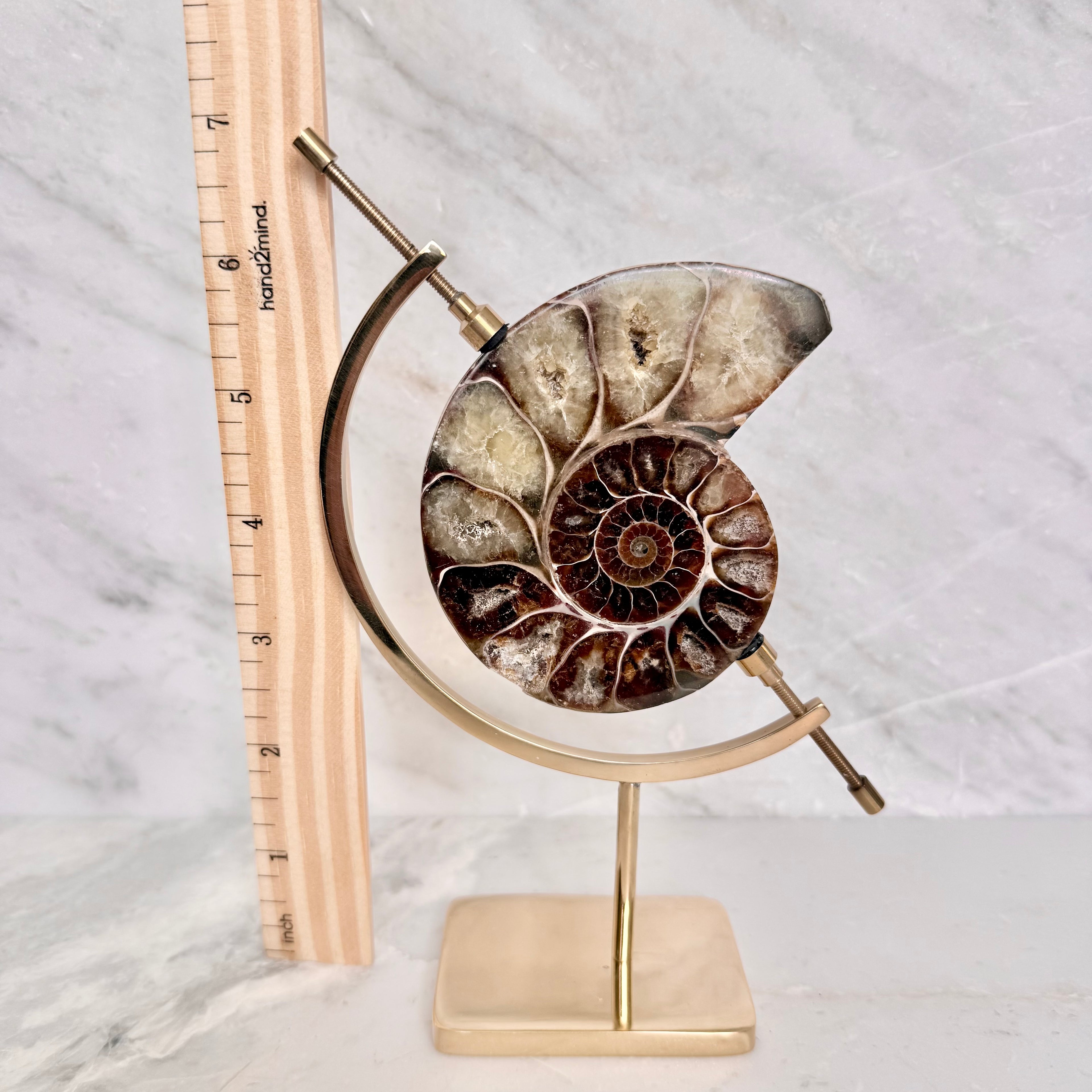 Ammonite Fossil + Brass Arc Stand