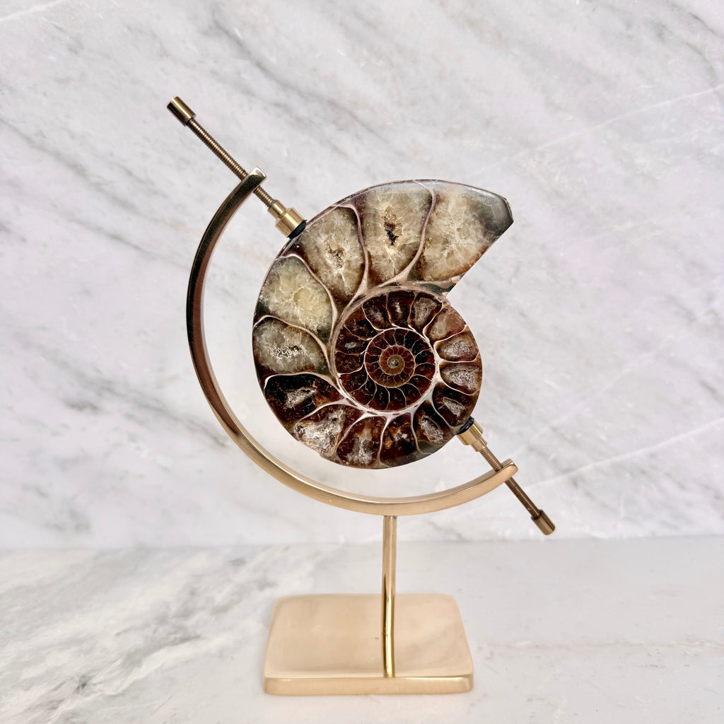 Ammonite Fossil + Brass Arc Stand