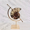 Ammonite Fossil + Brass Arc Stand