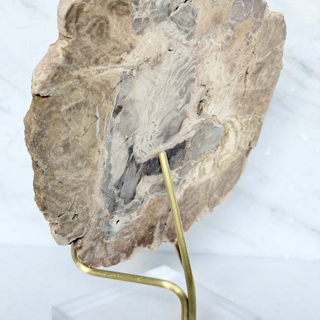 Petrified Wood + Acrylic/Brass Stand
