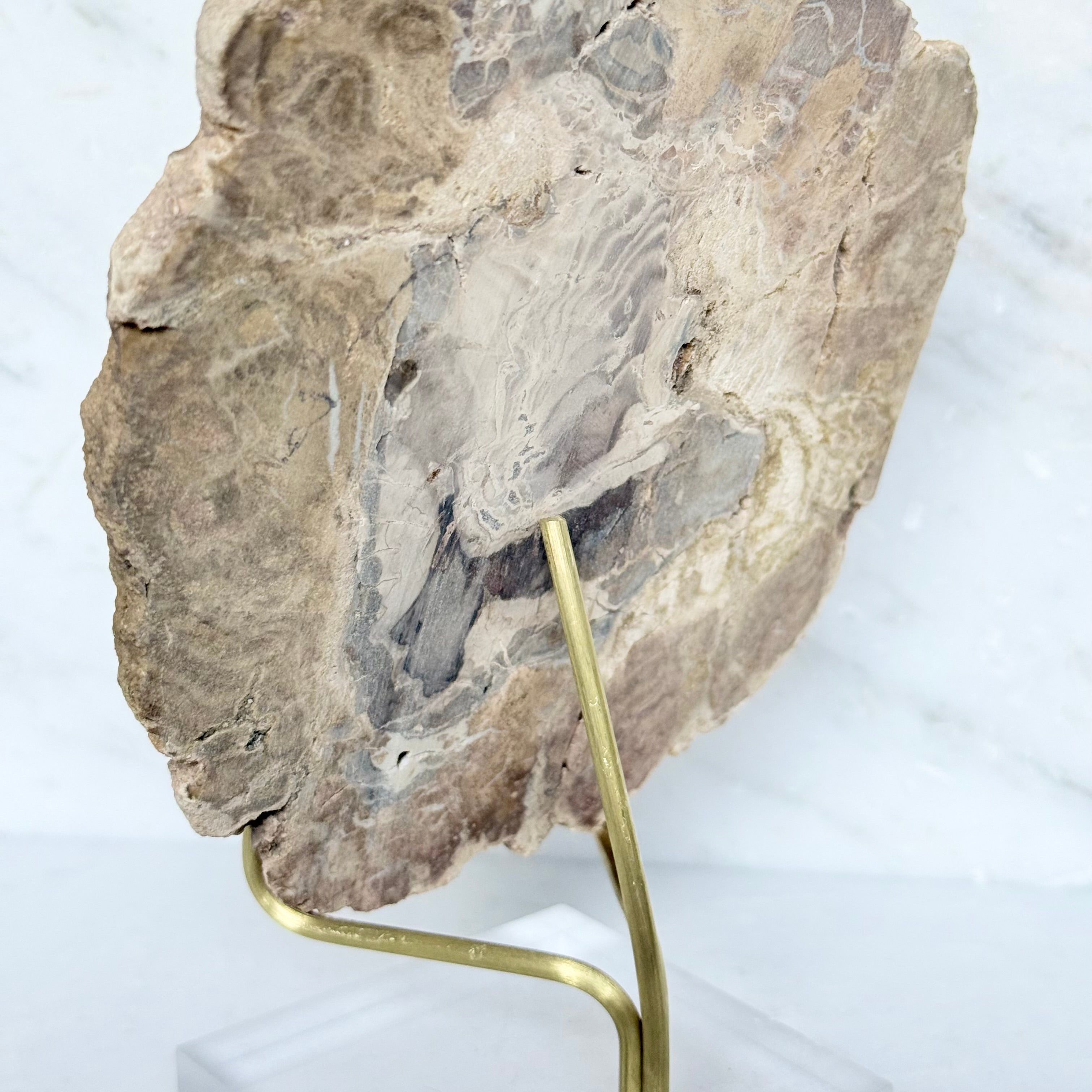 Petrified Wood + Acrylic/Brass Stand