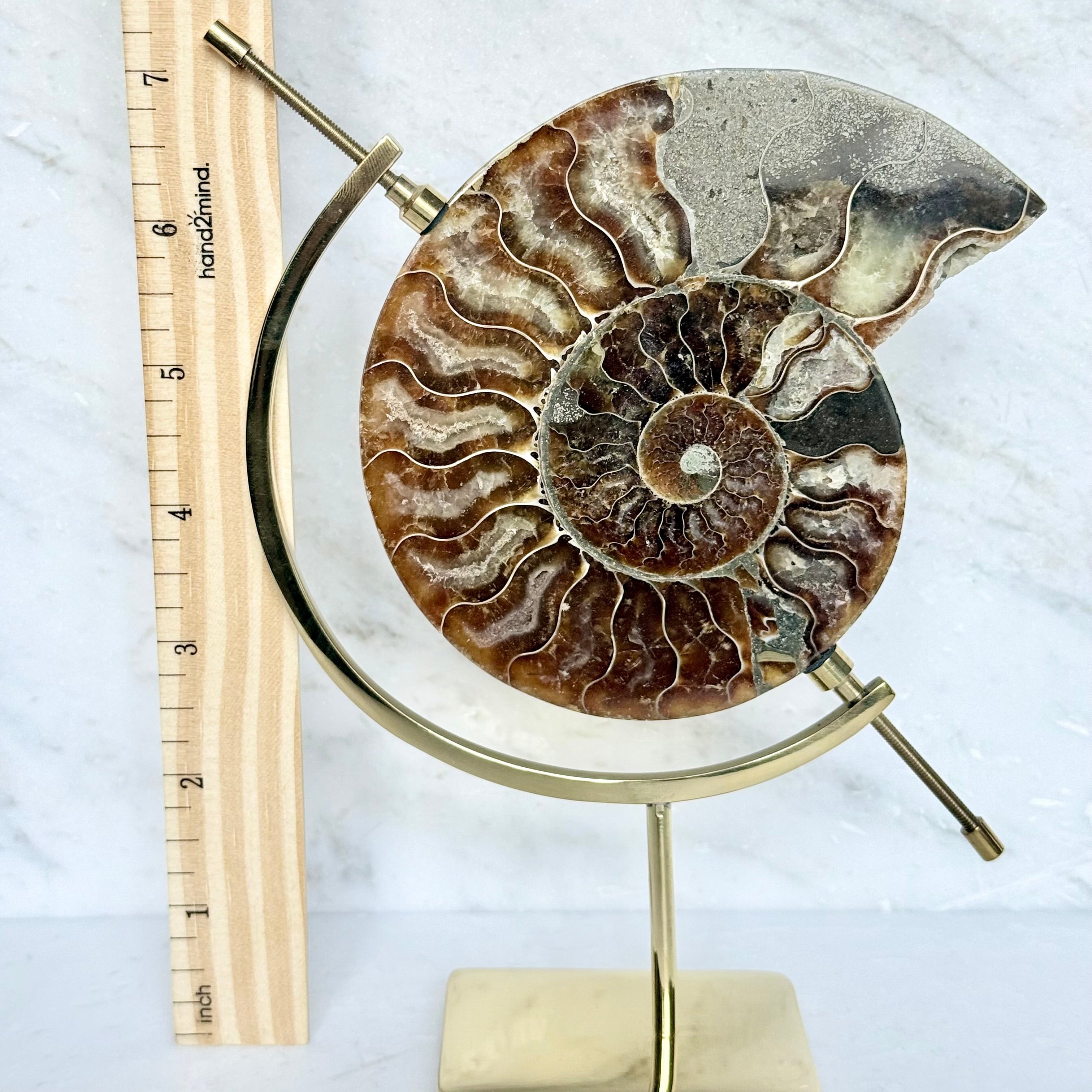 Ammonite Fossil + Brass Arc Stand