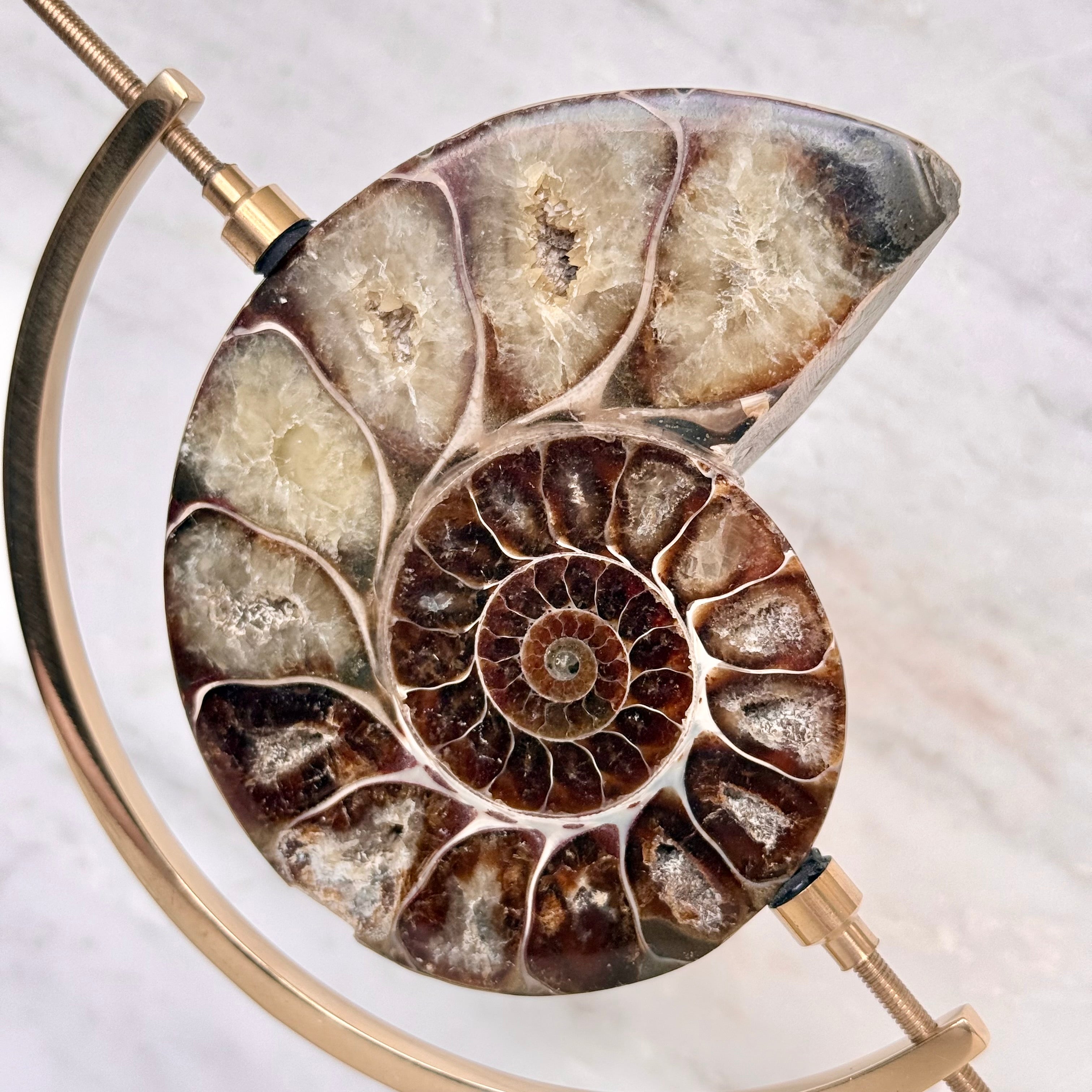 Ammonite Fossil + Brass Arc Stand