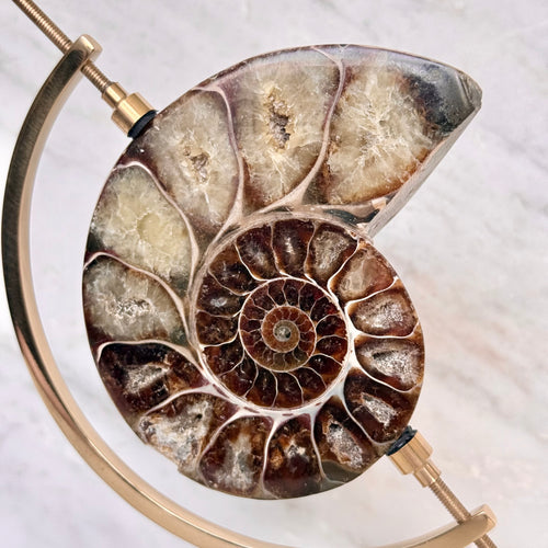 Ammonite Fossil + Brass Arc Stand