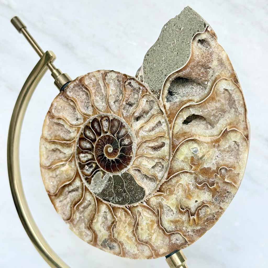 Ammonite Fossil + Brass Arc Stand