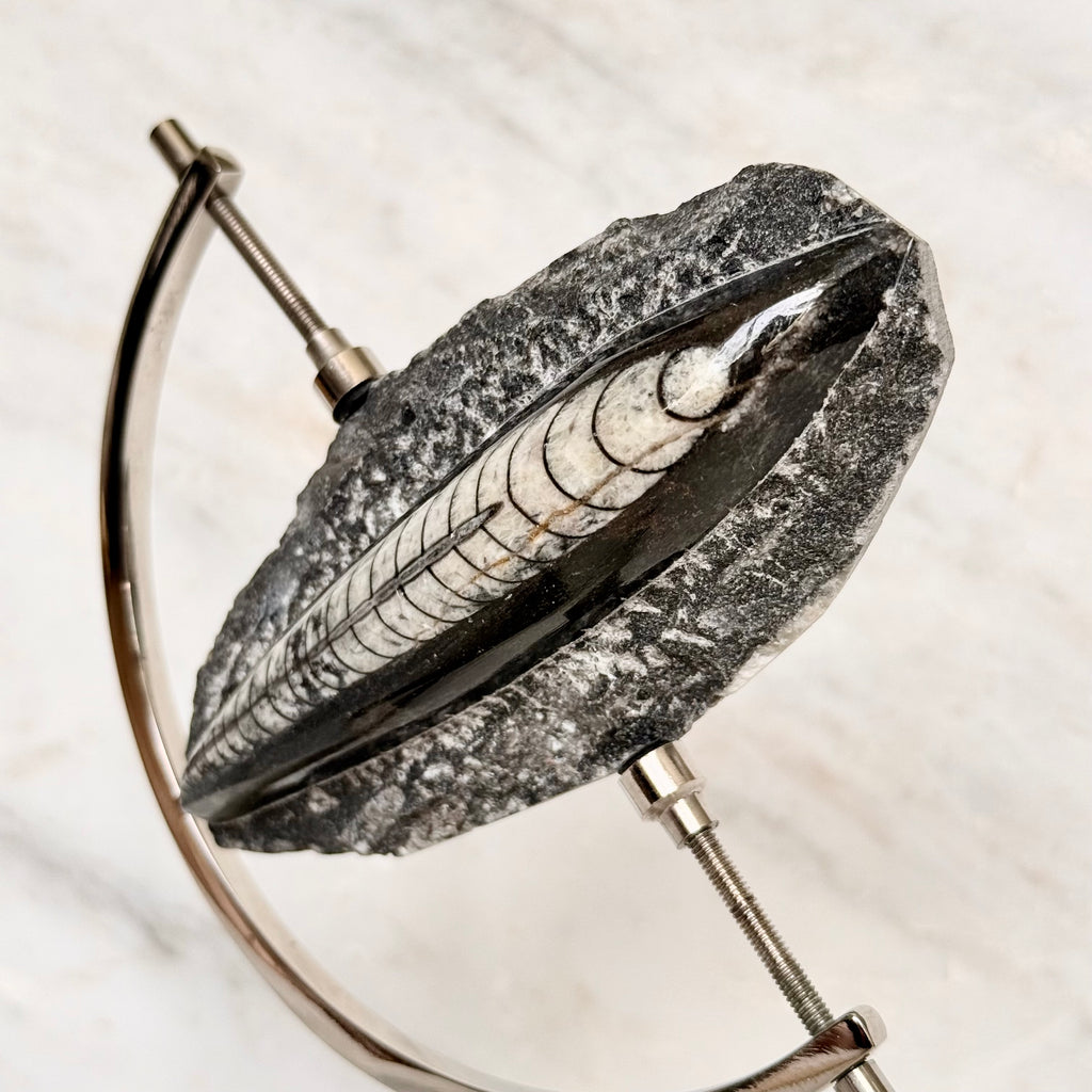 Orthoceras Fossil + Chrome Arc Stand