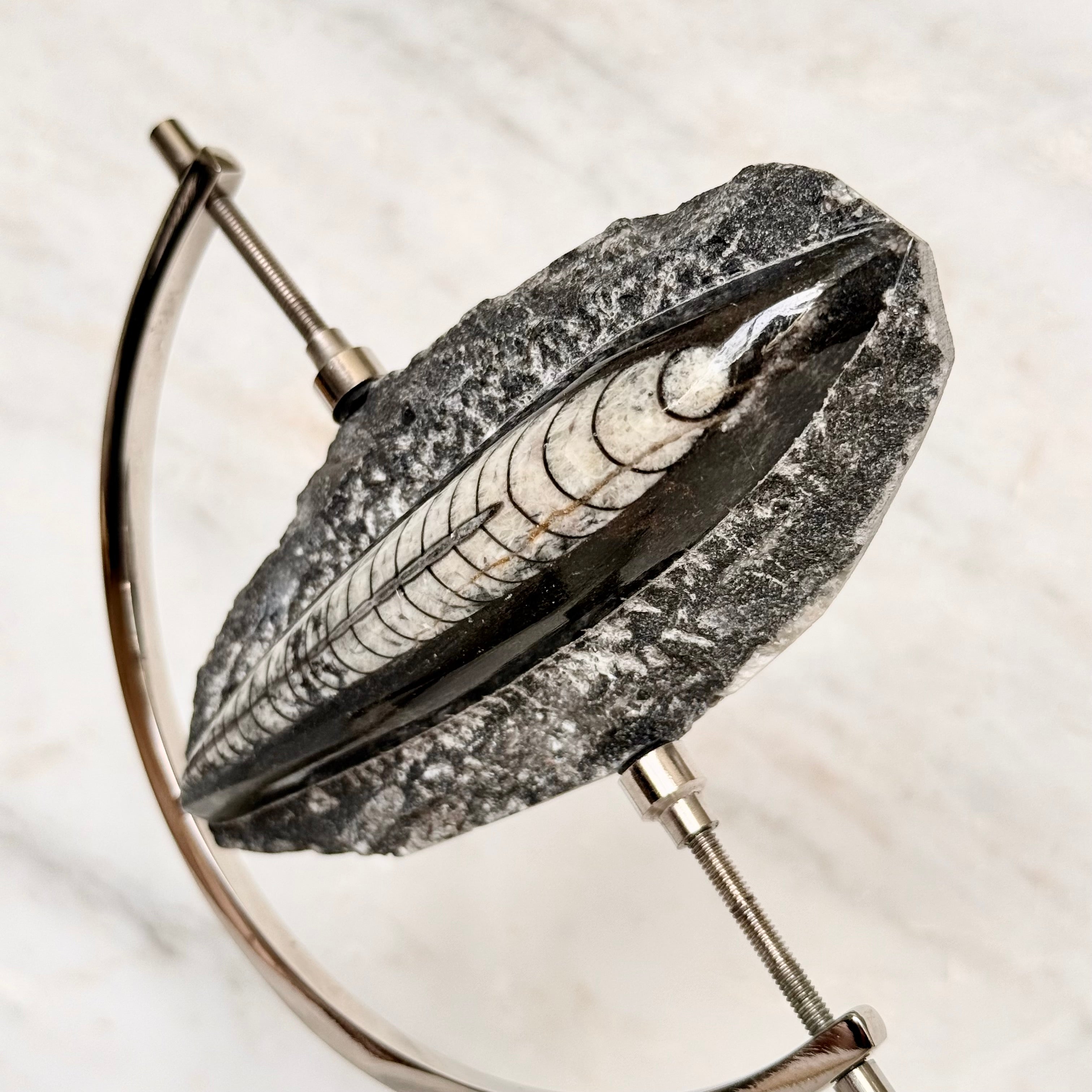 Orthoceras Fossil + Chrome Arc Stand