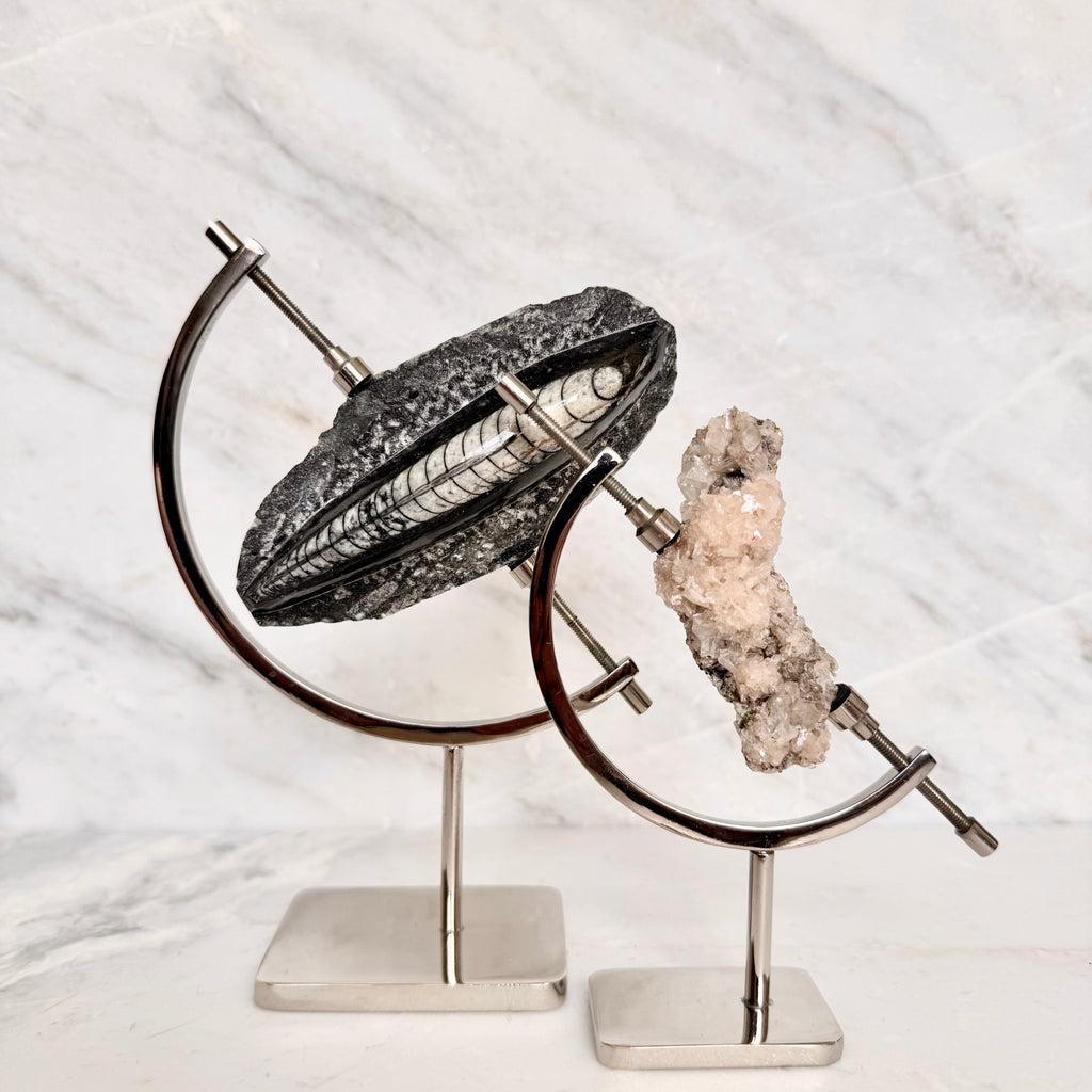 Orthoceras Fossil + Chrome Arc Stand