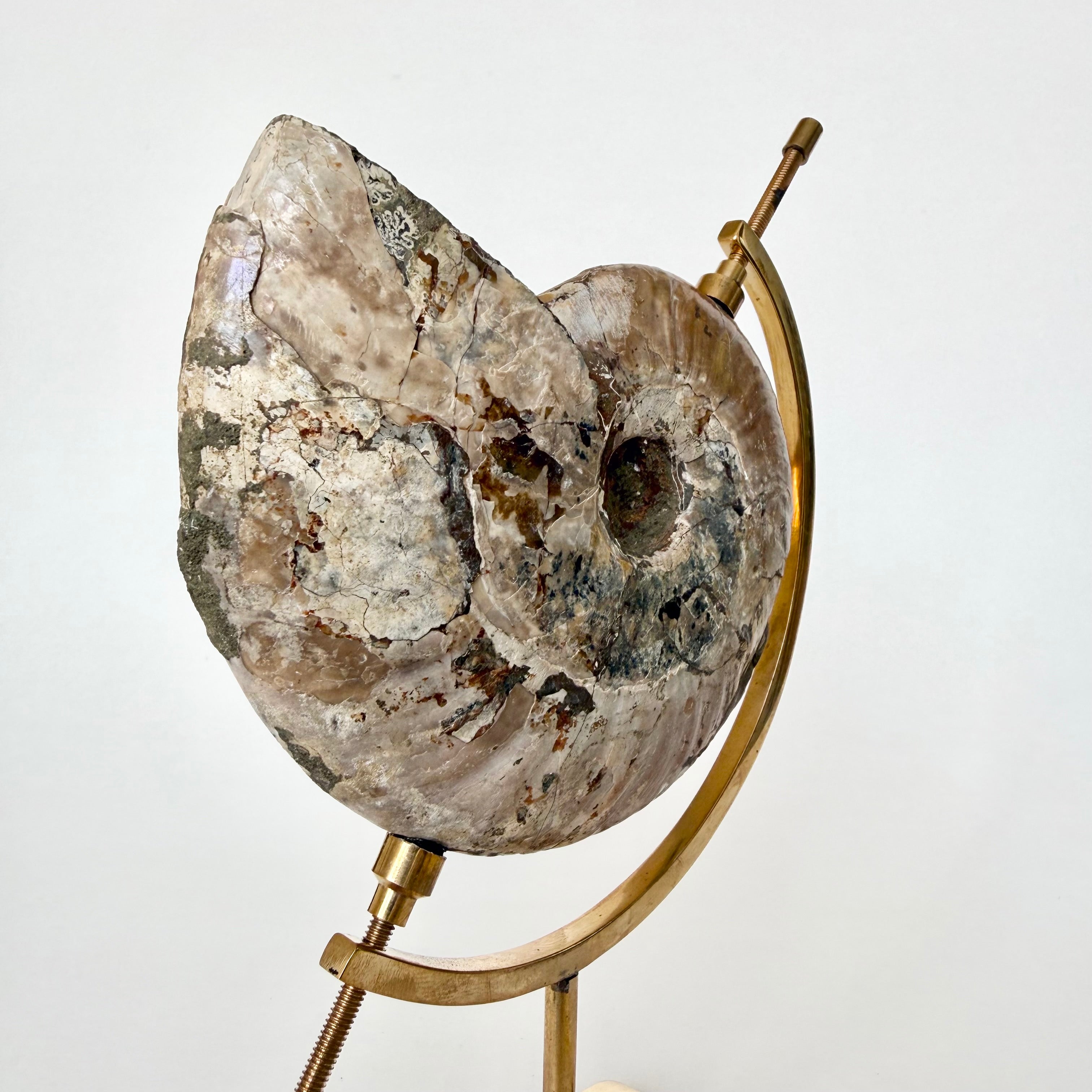 Ammonite Fossil + Brass Arc Stand