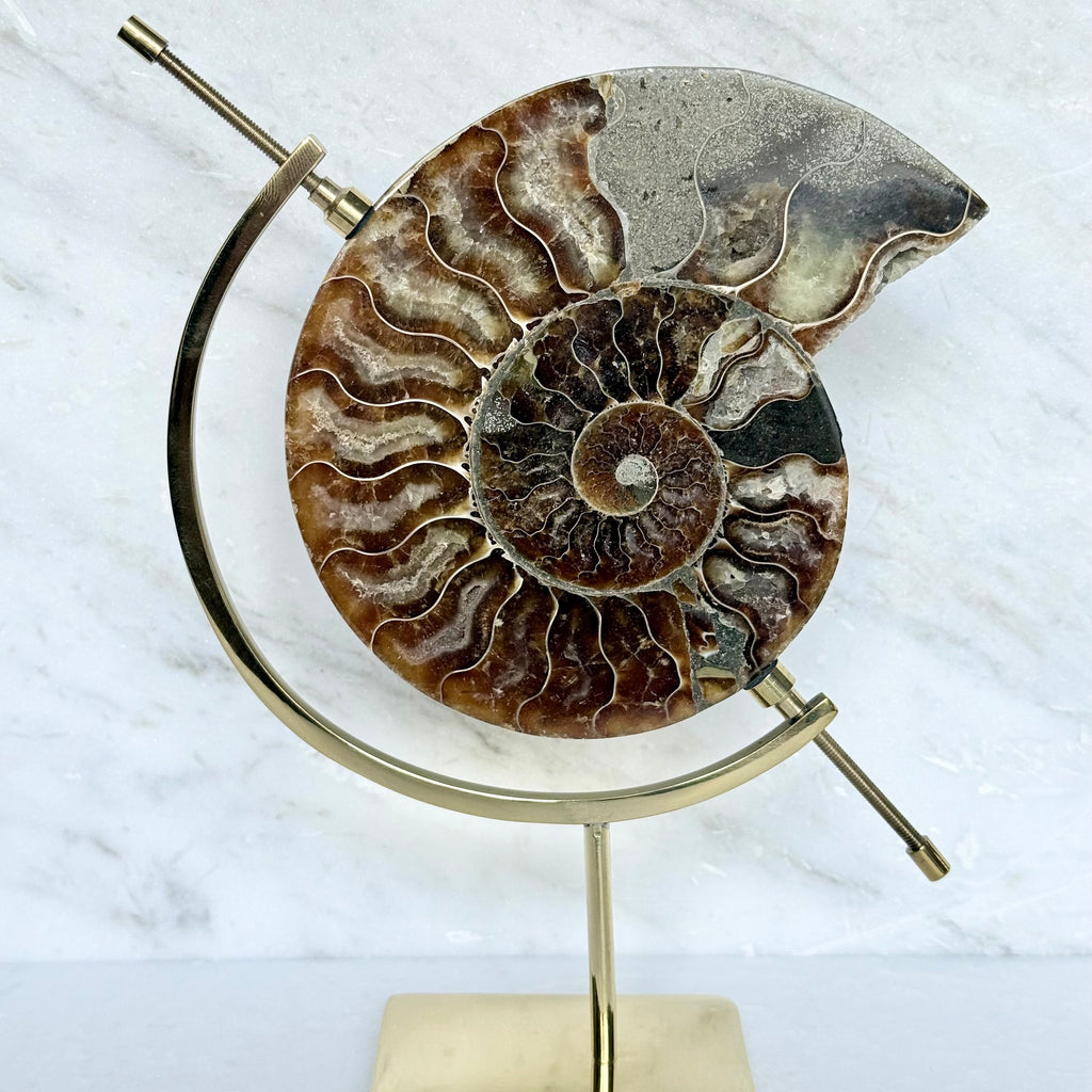 Ammonite Fossil + Brass Arc Stand