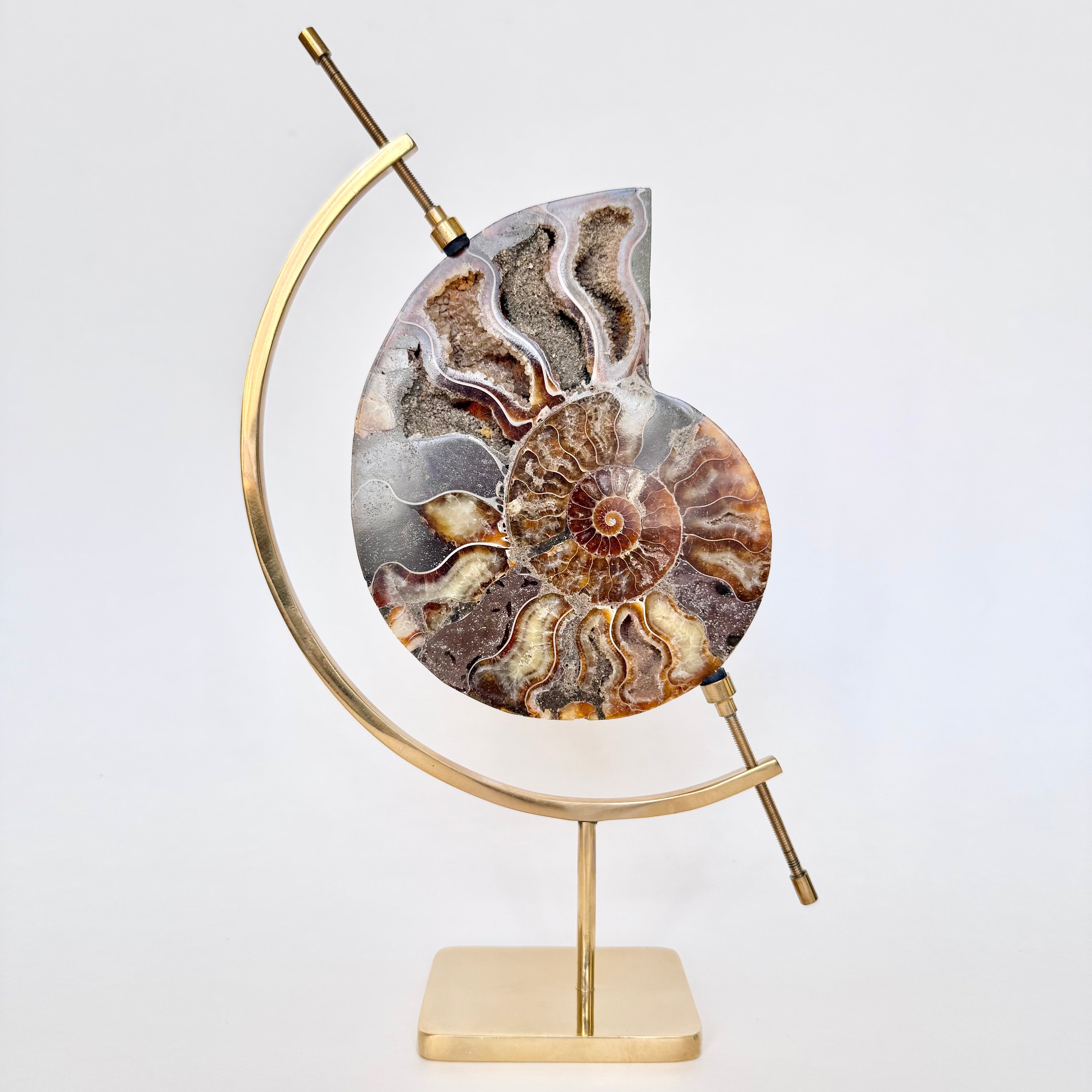 Ammonite Fossil + Brass Arc Stand
