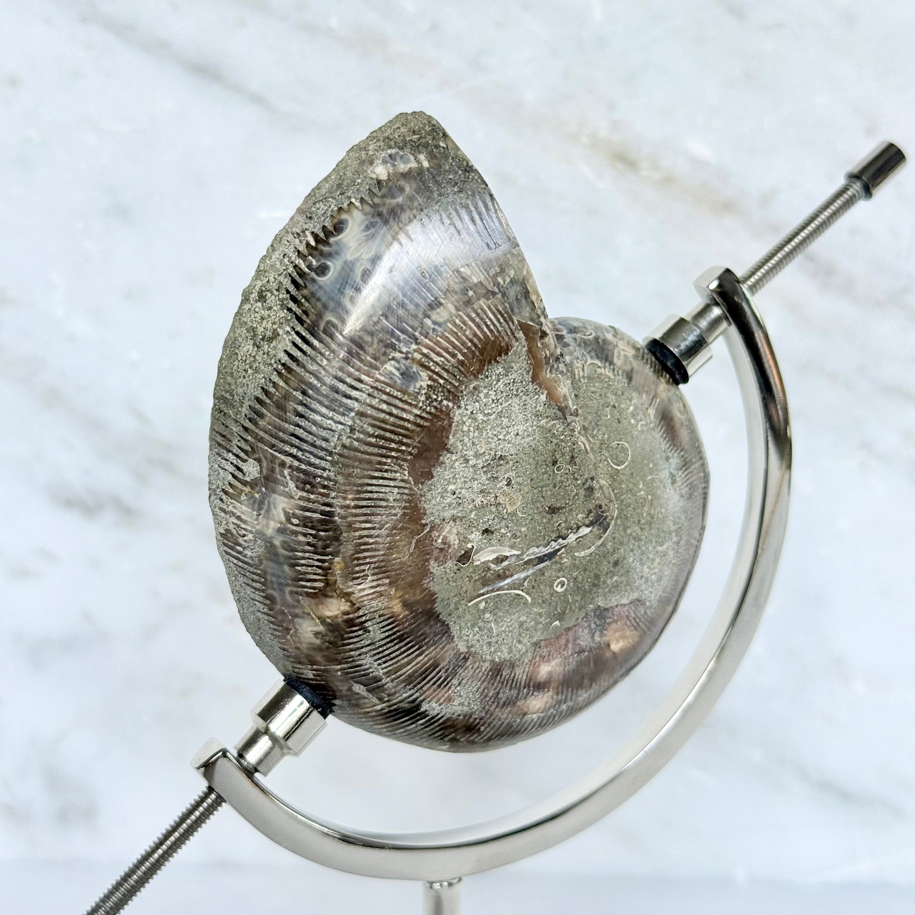 Ammonite Fossil + Chrome Arc Stand