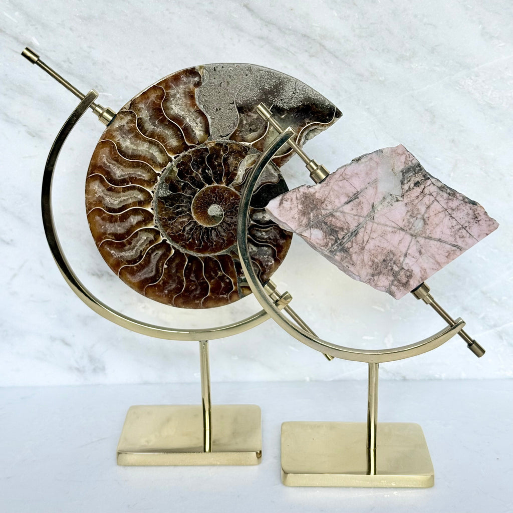 Ammonite Fossil + Brass Arc Stand